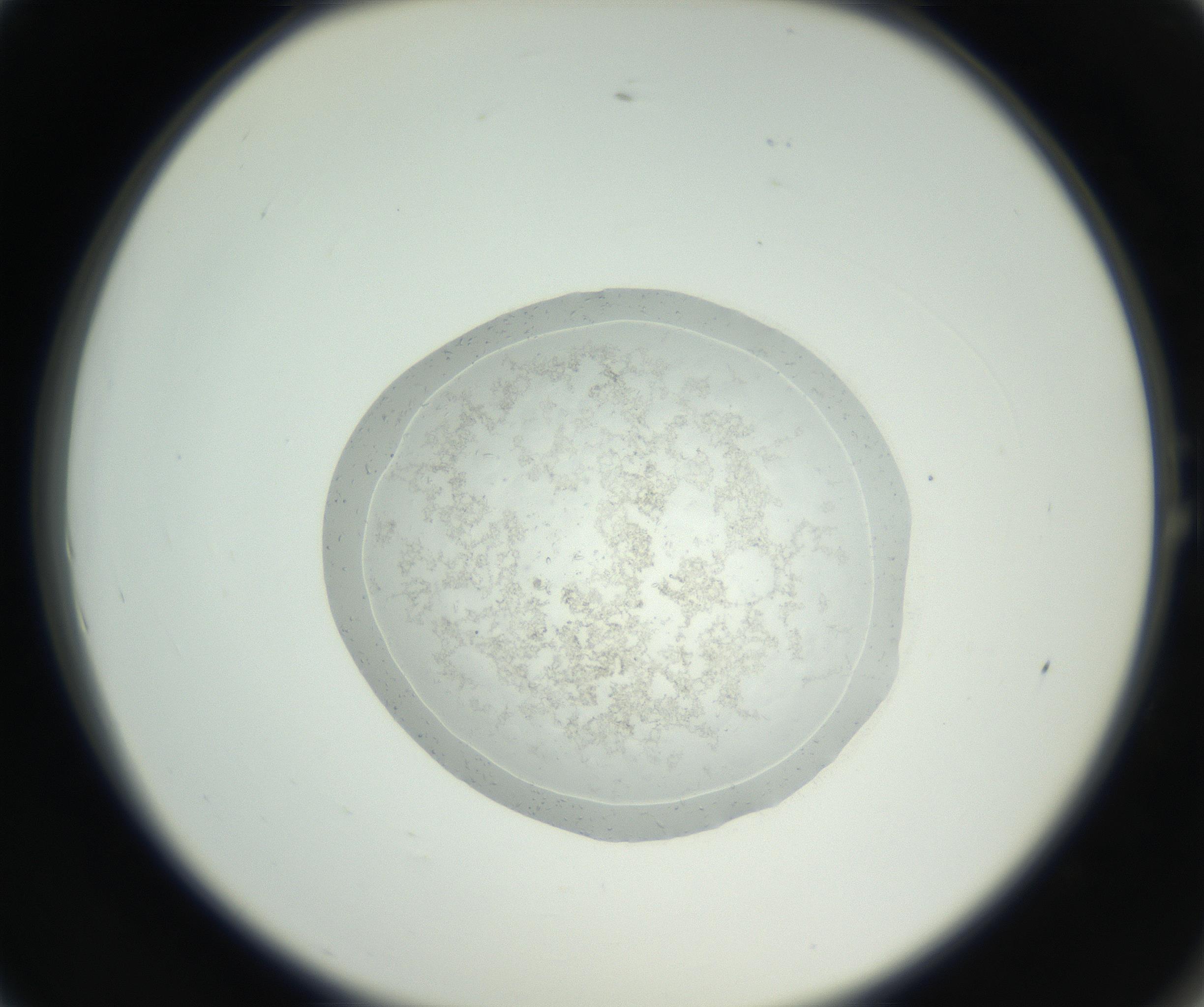 RI01_03_000_0212_Proj1_Clon1_MC_0000MC102667_004_160828_01_01_02_00_99_002_001_RAI.jpg