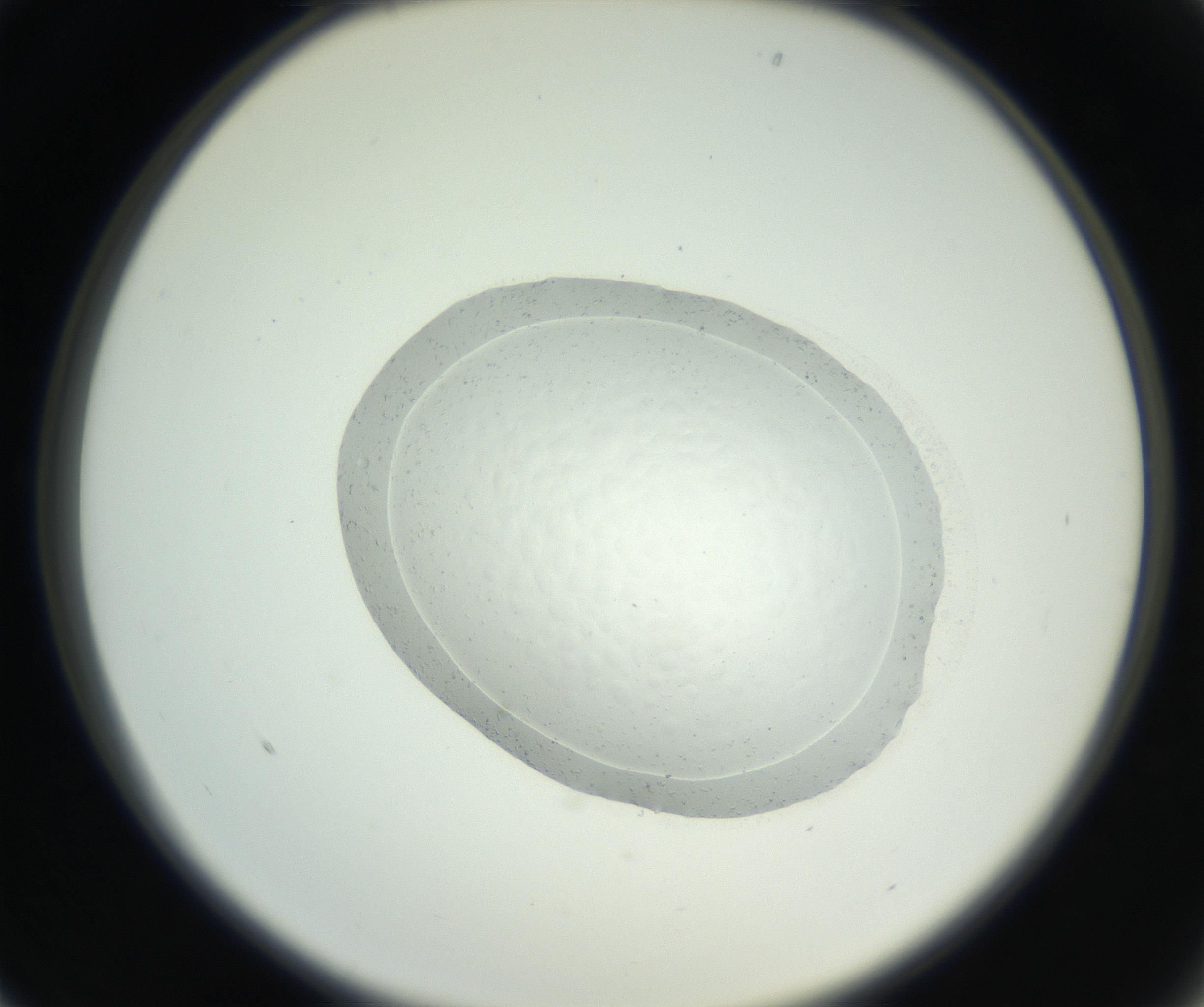 RI01_03_000_0212_Proj1_Clon1_MC_0000MC102667_004_160828_01_02_02_00_99_002_001_RAI.jpg