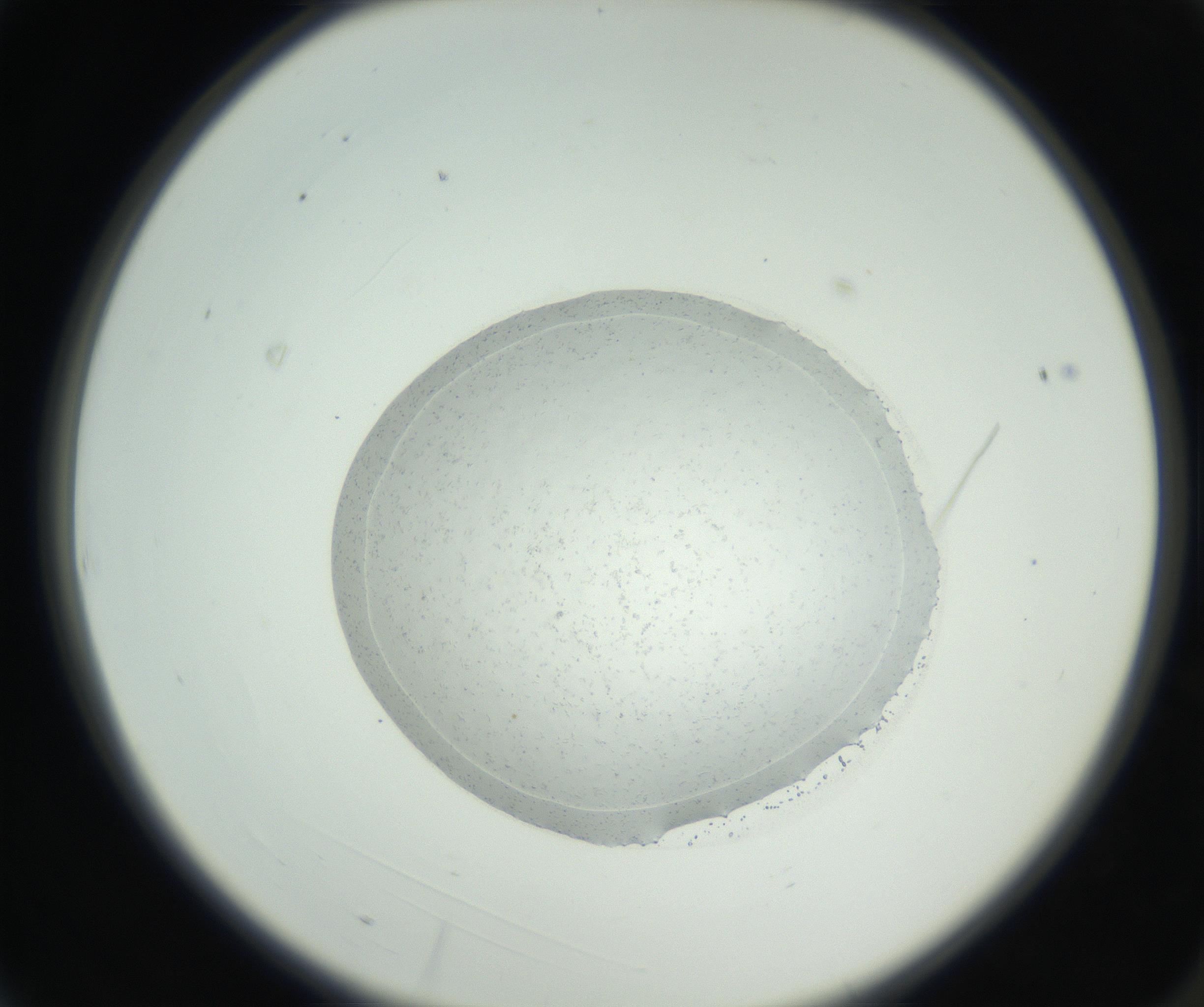 RI01_03_000_0212_Proj1_Clon1_MC_0000MC102667_004_160828_03_01_02_00_99_002_001_RAI.jpg