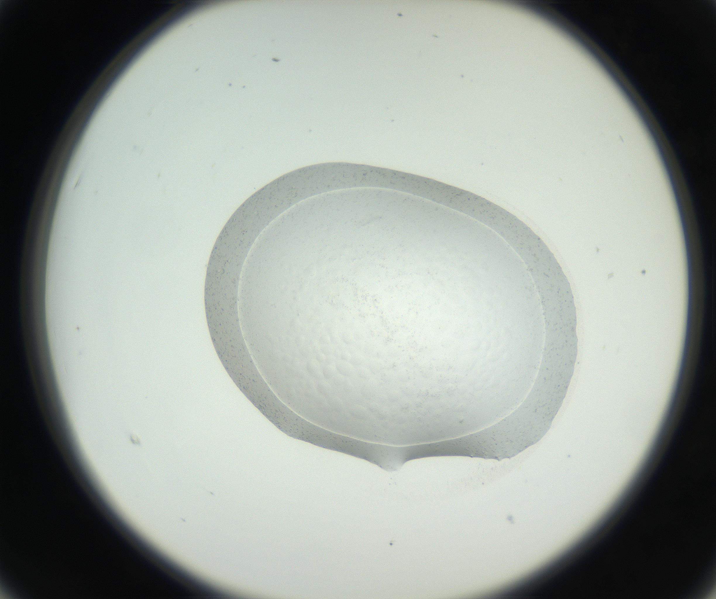 RI01_03_000_0212_Proj1_Clon1_MC_0000MC102667_004_160828_03_02_02_00_99_002_001_RAI.jpg