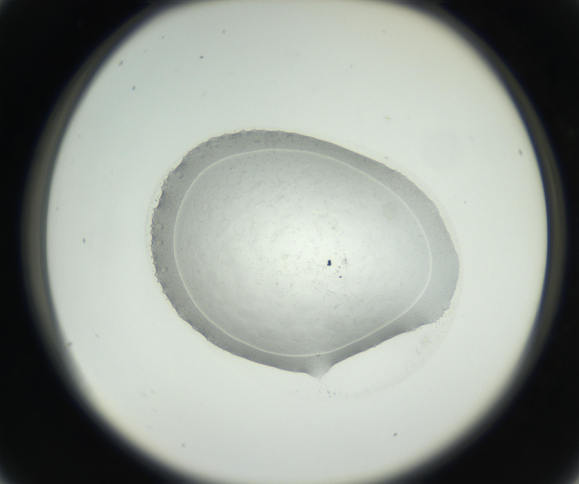RI01_03_000_0212_Proj1_Clon1_MC_0000MC102667_004_160828_04_02_02_00_99_002_001_RAI.jpg