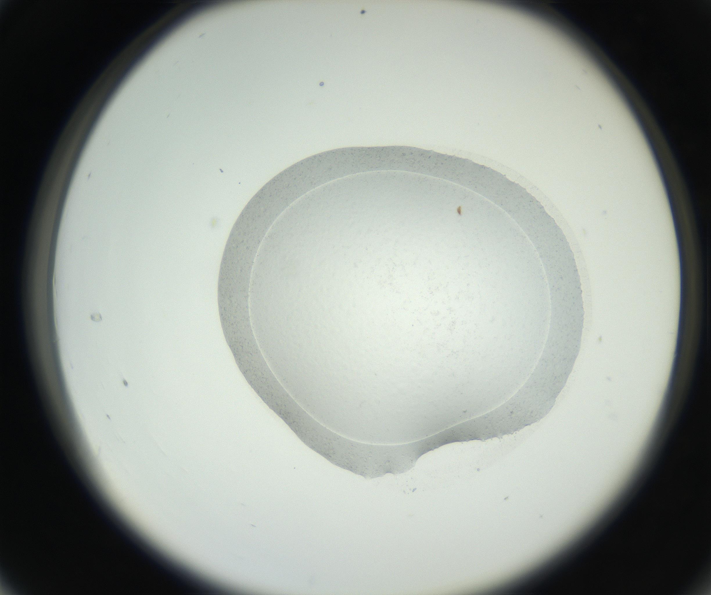 RI01_03_000_0212_Proj1_Clon1_MC_0000MC102667_004_160828_04_03_02_00_99_002_001_RAI.jpg