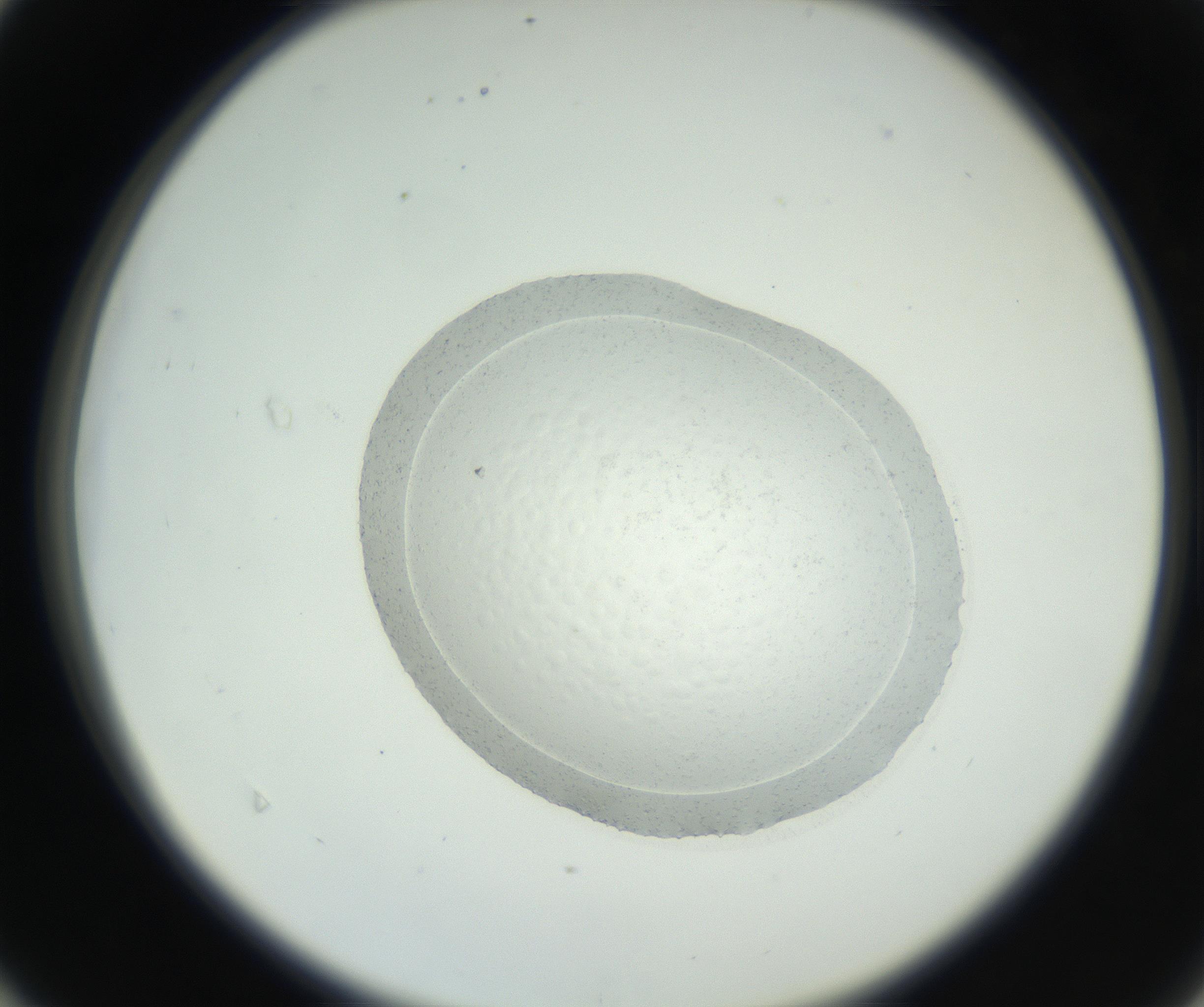 RI01_03_000_0212_Proj1_Clon1_MC_0000MC102667_004_160828_04_04_02_00_99_002_001_RAI.jpg