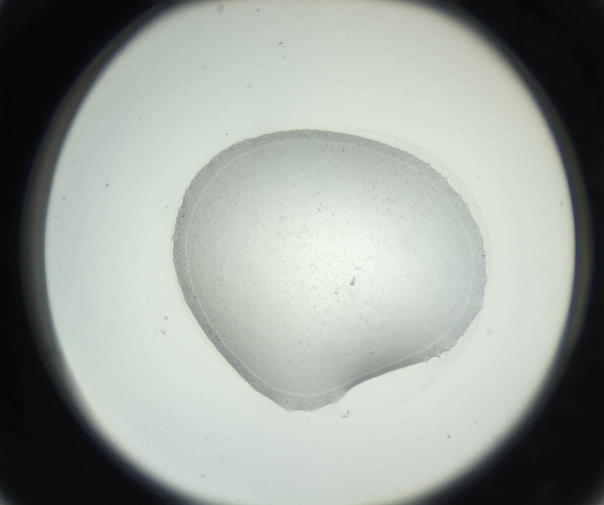 RI01_03_000_0212_Proj1_Clon1_MC_0000MC102667_004_160828_05_03_02_00_99_002_001_RAI.jpg