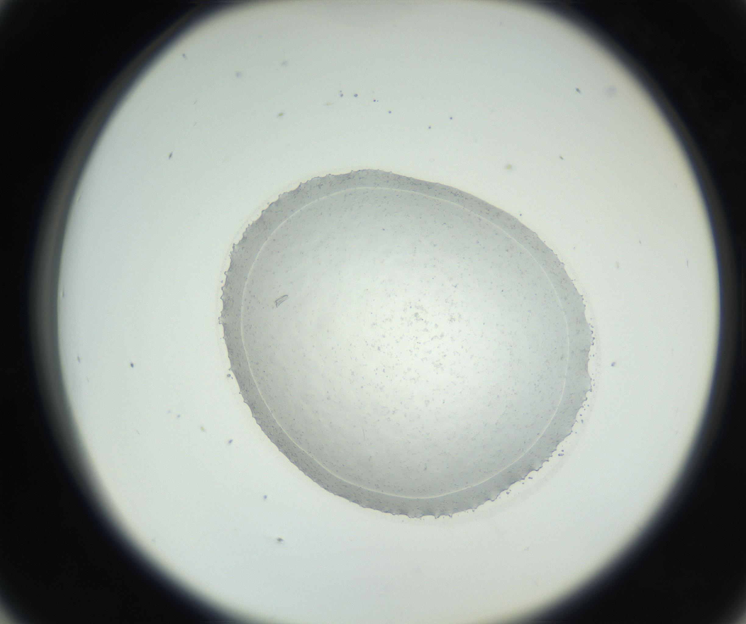 RI01_03_000_0212_Proj1_Clon1_MC_0000MC102667_004_160828_05_04_02_00_99_002_001_RAI.jpg
