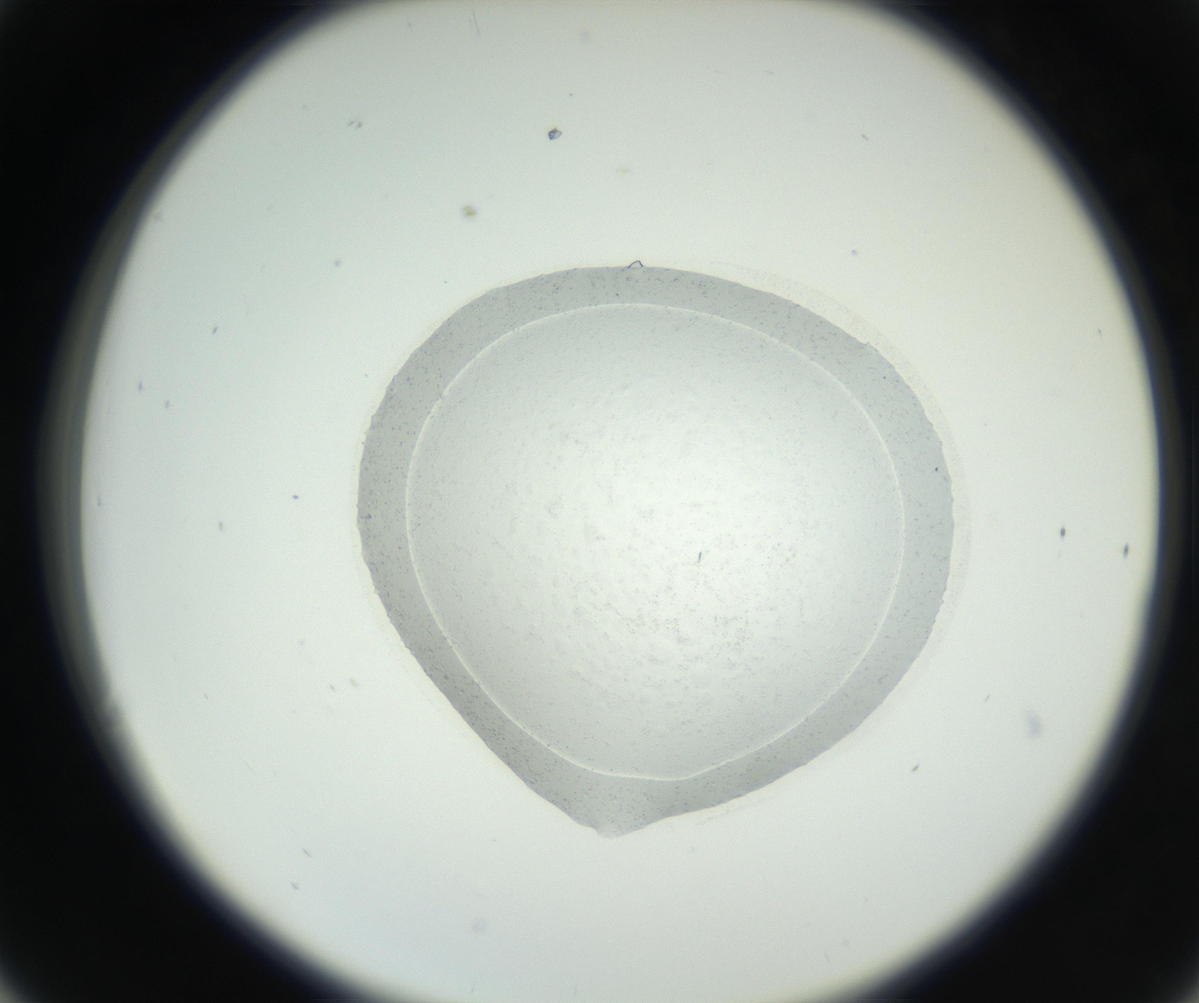 RI01_03_000_0212_Proj1_Clon1_MC_0000MC102667_004_160828_06_03_02_00_99_002_001_RAI.jpg