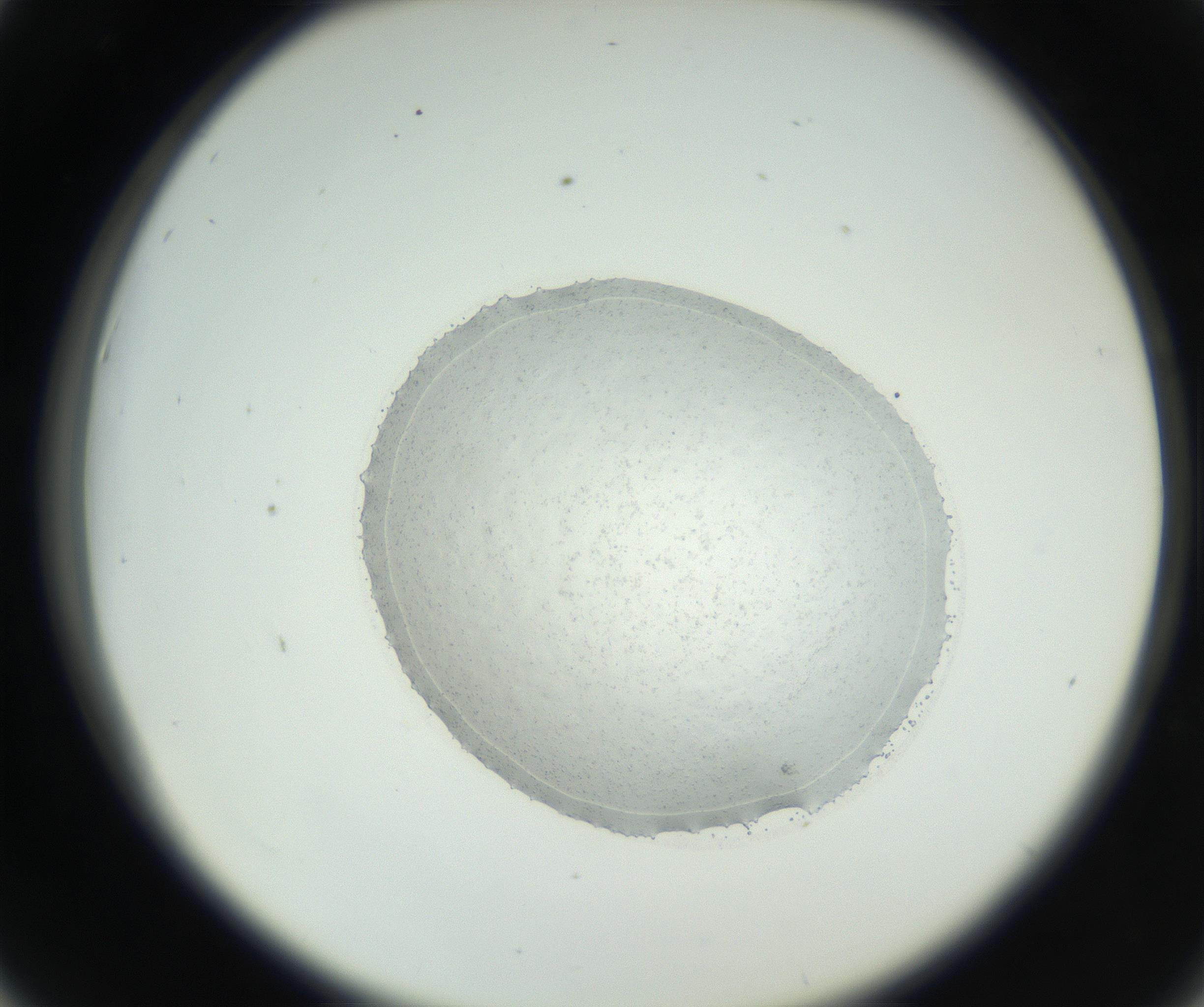 RI01_03_000_0212_Proj1_Clon1_MC_0000MC102667_004_160828_06_04_02_00_99_002_001_RAI.jpg