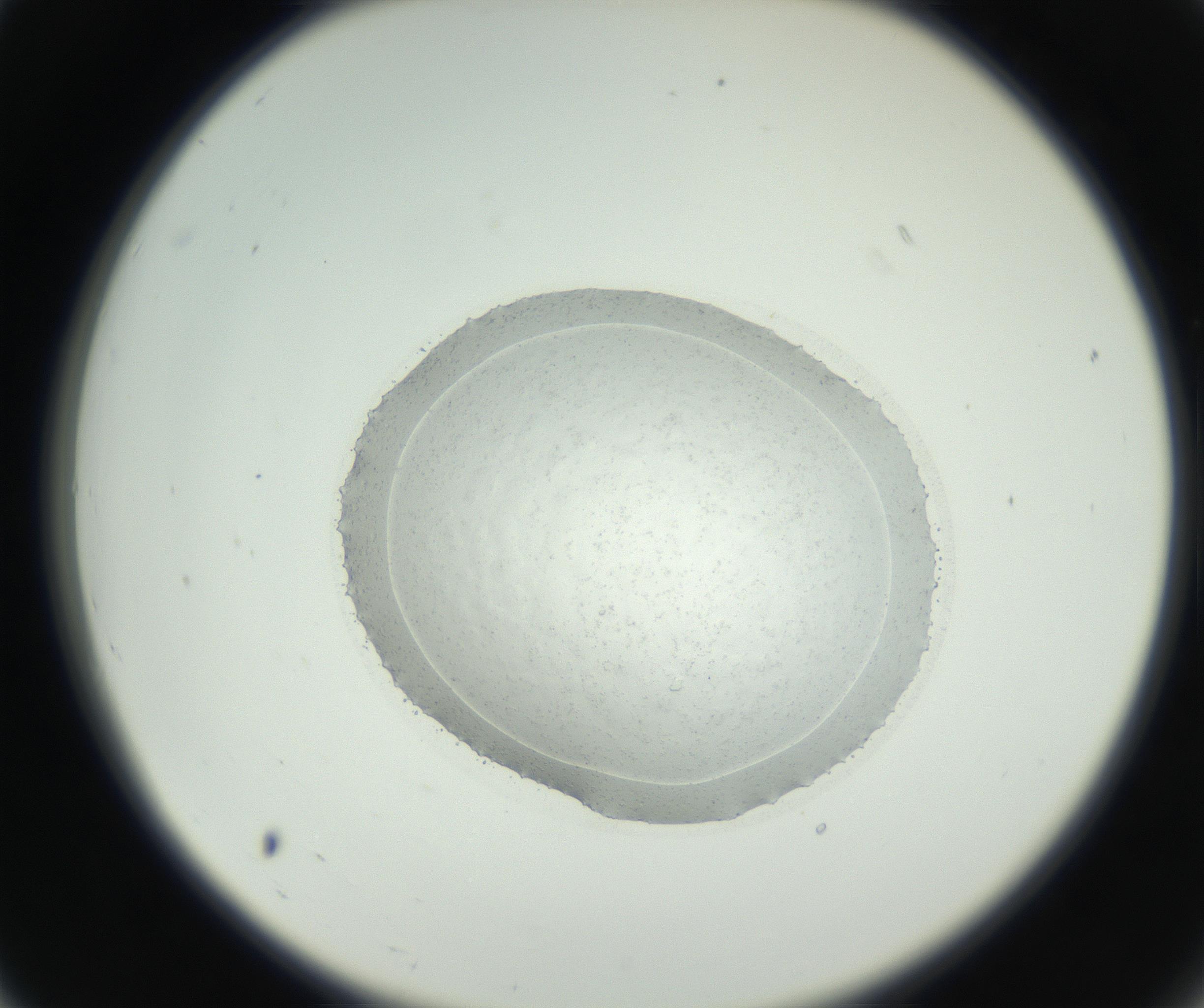 RI01_03_000_0212_Proj1_Clon1_MC_0000MC102667_004_160828_07_02_02_00_99_002_001_RAI.jpg