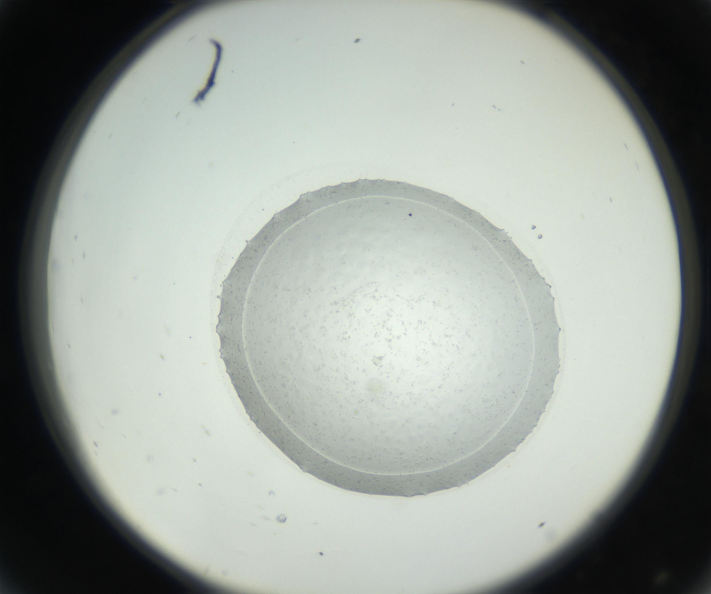 RI01_03_000_0212_Proj1_Clon1_MC_0000MC102667_004_160828_08_04_02_00_99_002_001_RAI.jpg