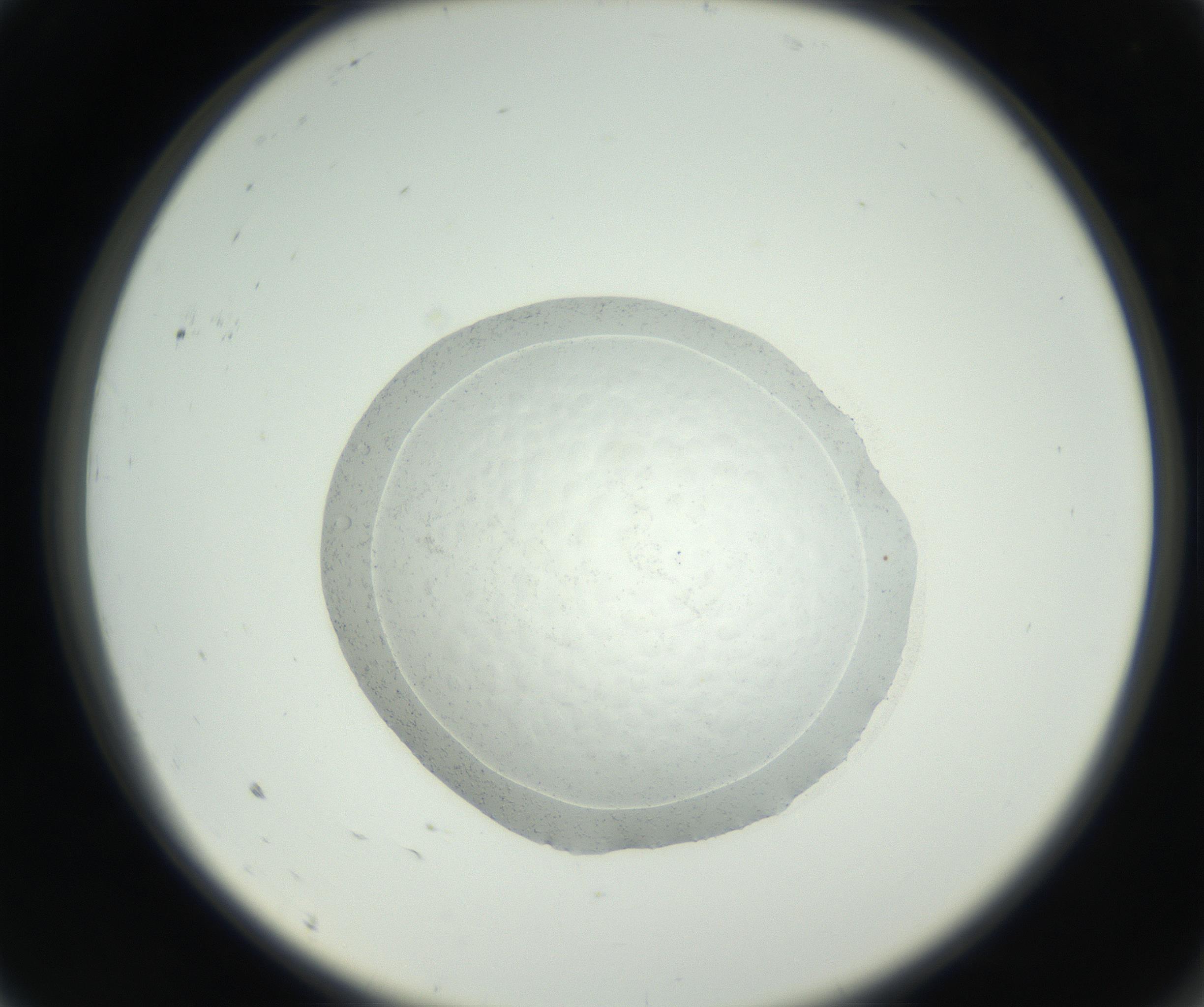 RI01_03_000_0212_Proj1_Clon1_MC_0000MC102667_004_160828_09_01_02_00_99_002_001_RAI.jpg