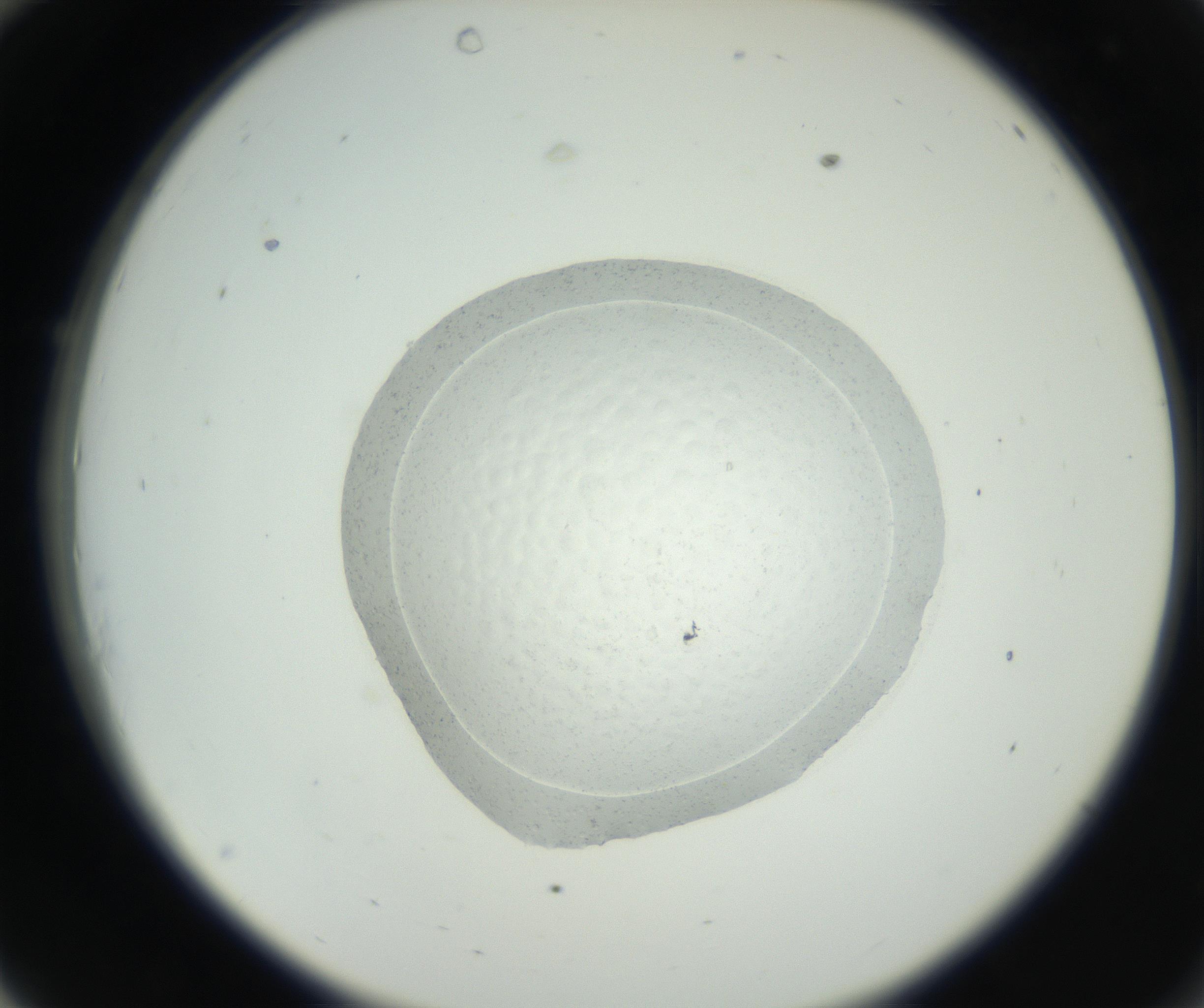RI01_03_000_0212_Proj1_Clon1_MC_0000MC102667_004_160828_10_03_02_00_99_002_001_RAI.jpg
