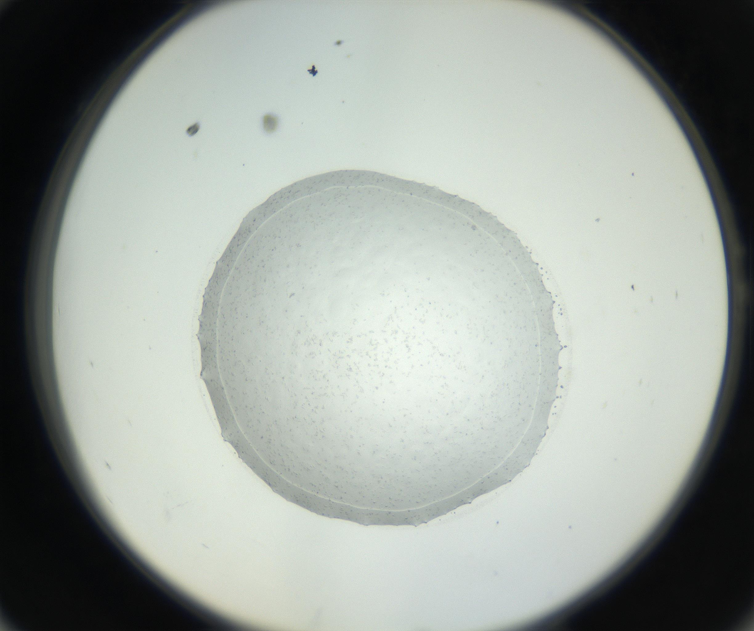 RI01_03_000_0212_Proj1_Clon1_MC_0000MC102667_004_160828_10_05_02_00_99_002_001_RAI.jpg