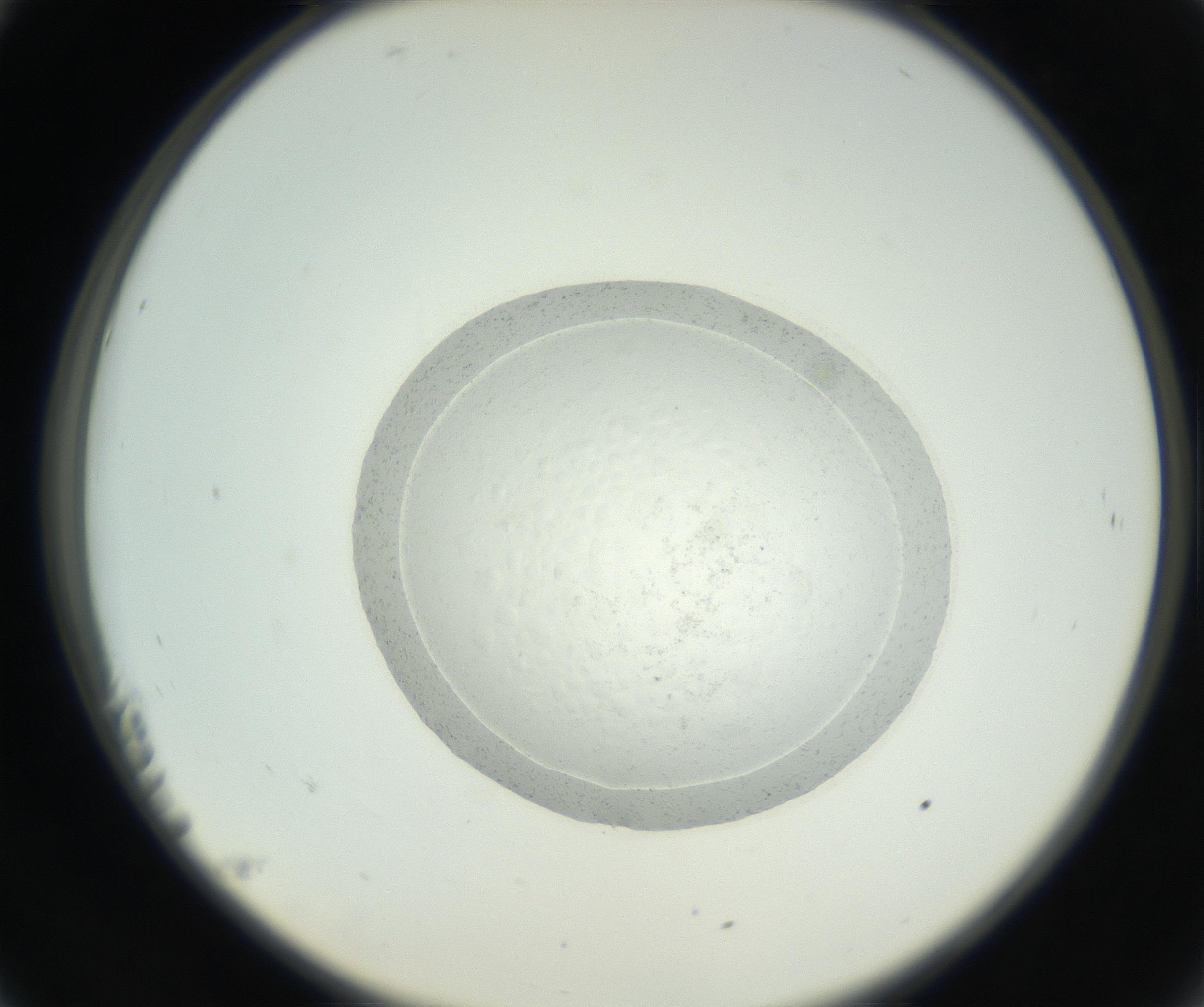 RI01_03_000_0212_Proj1_Clon1_MC_0000MC102667_004_160828_11_02_02_00_99_002_001_RAI.jpg