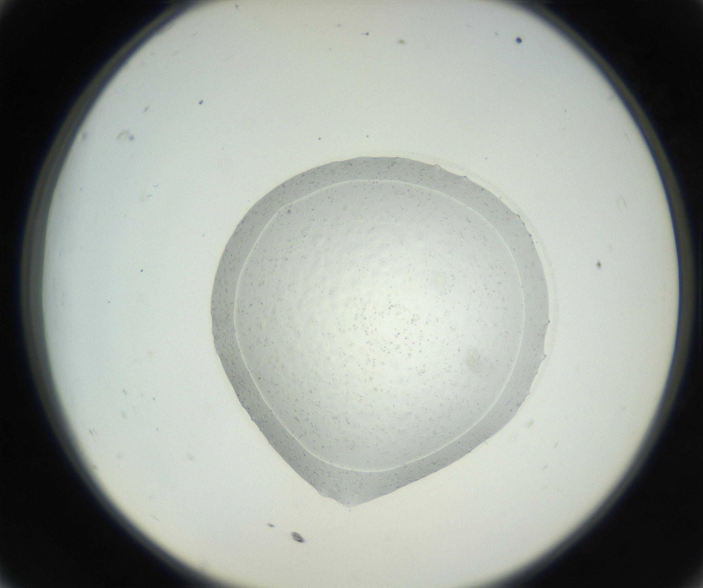 RI01_03_000_0212_Proj1_Clon1_MC_0000MC102667_004_160828_11_03_02_00_99_002_001_RAI.jpg