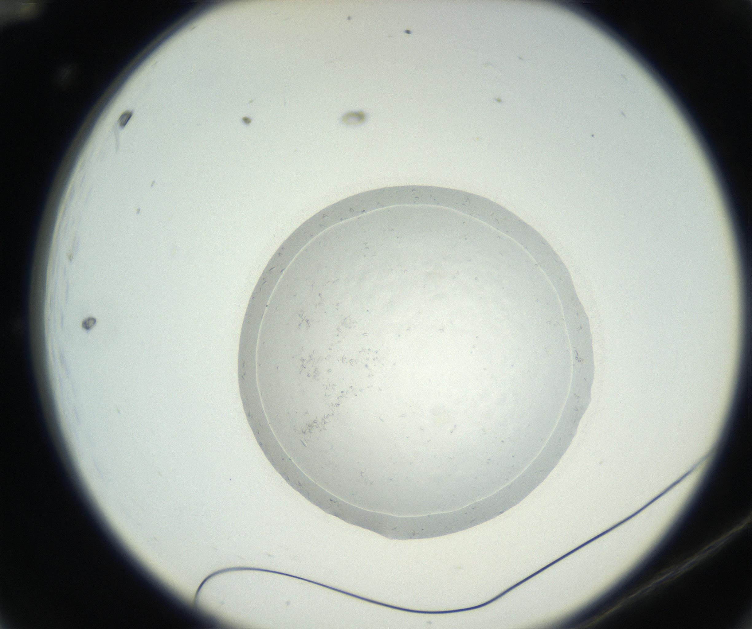 RI01_03_000_0212_Proj1_Clon1_MC_0000MC102667_004_160828_12_01_02_00_99_002_001_RAI.jpg
