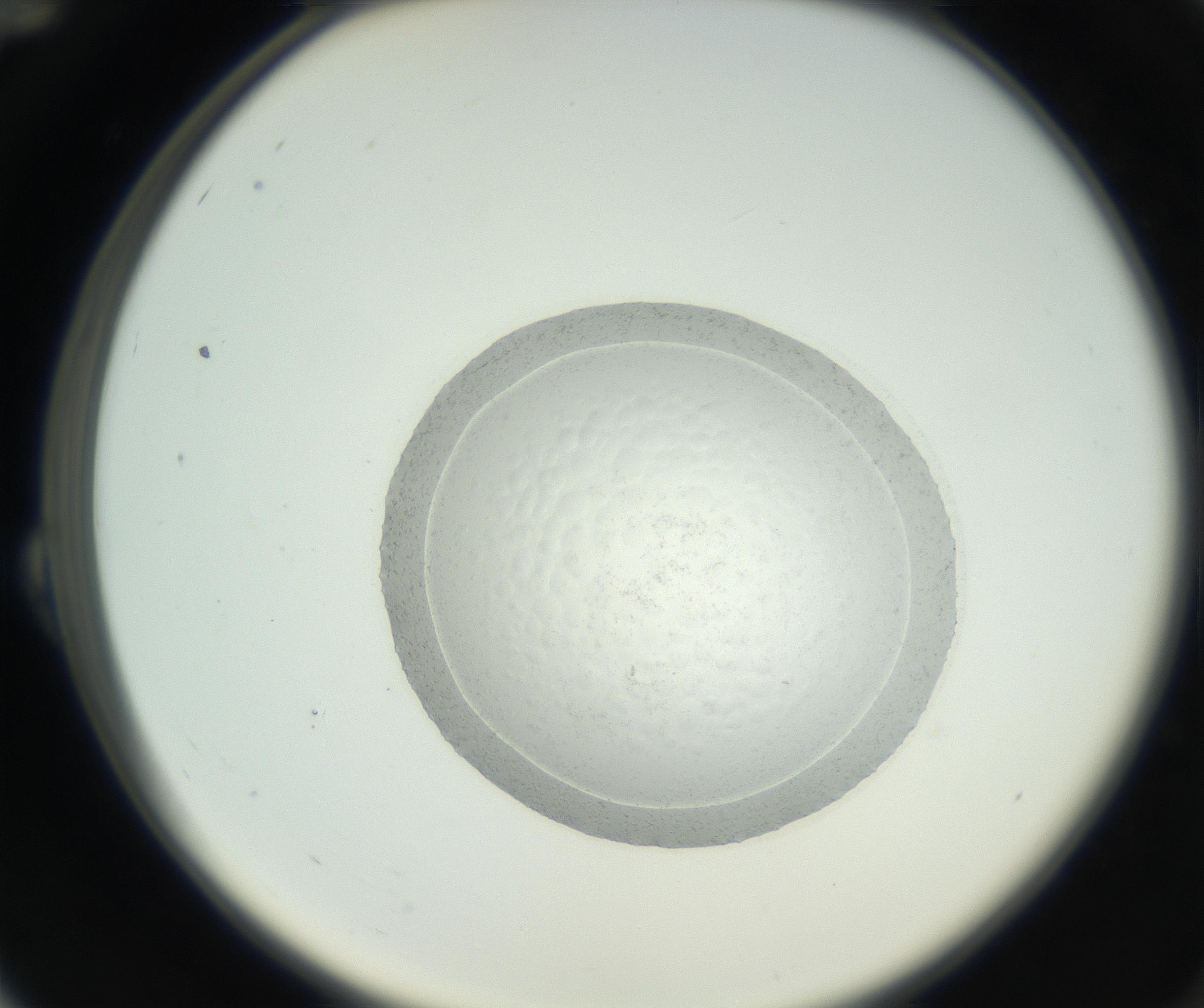 RI01_03_000_0212_Proj1_Clon1_MC_0000MC102667_004_160828_12_02_02_00_99_002_001_RAI.jpg