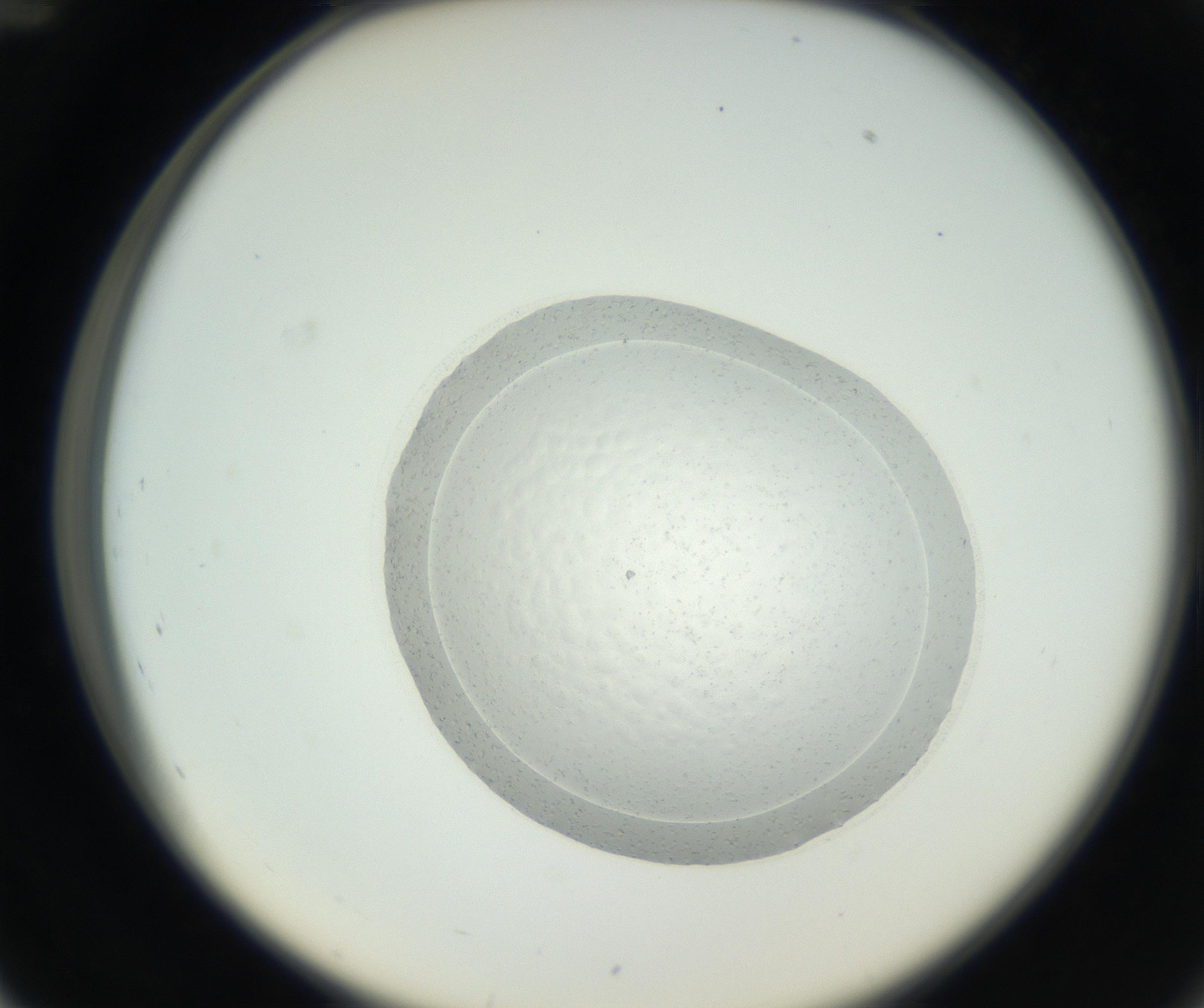 RI01_03_000_0212_Proj1_Clon1_MC_0000MC102667_004_160828_12_04_02_00_99_002_001_RAI.jpg