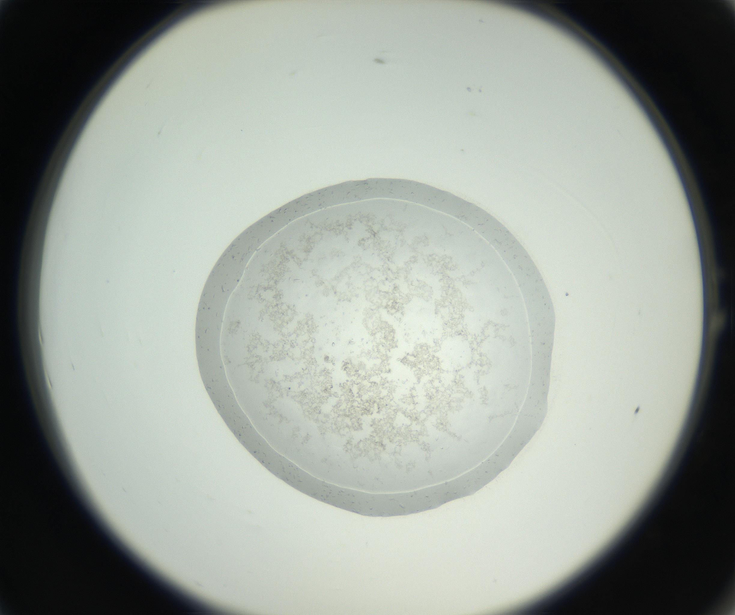 RI01_03_000_0212_Proj1_Clon1_MC_0000MC102667_005_160830_01_01_02_00_99_002_001_RAI.jpg