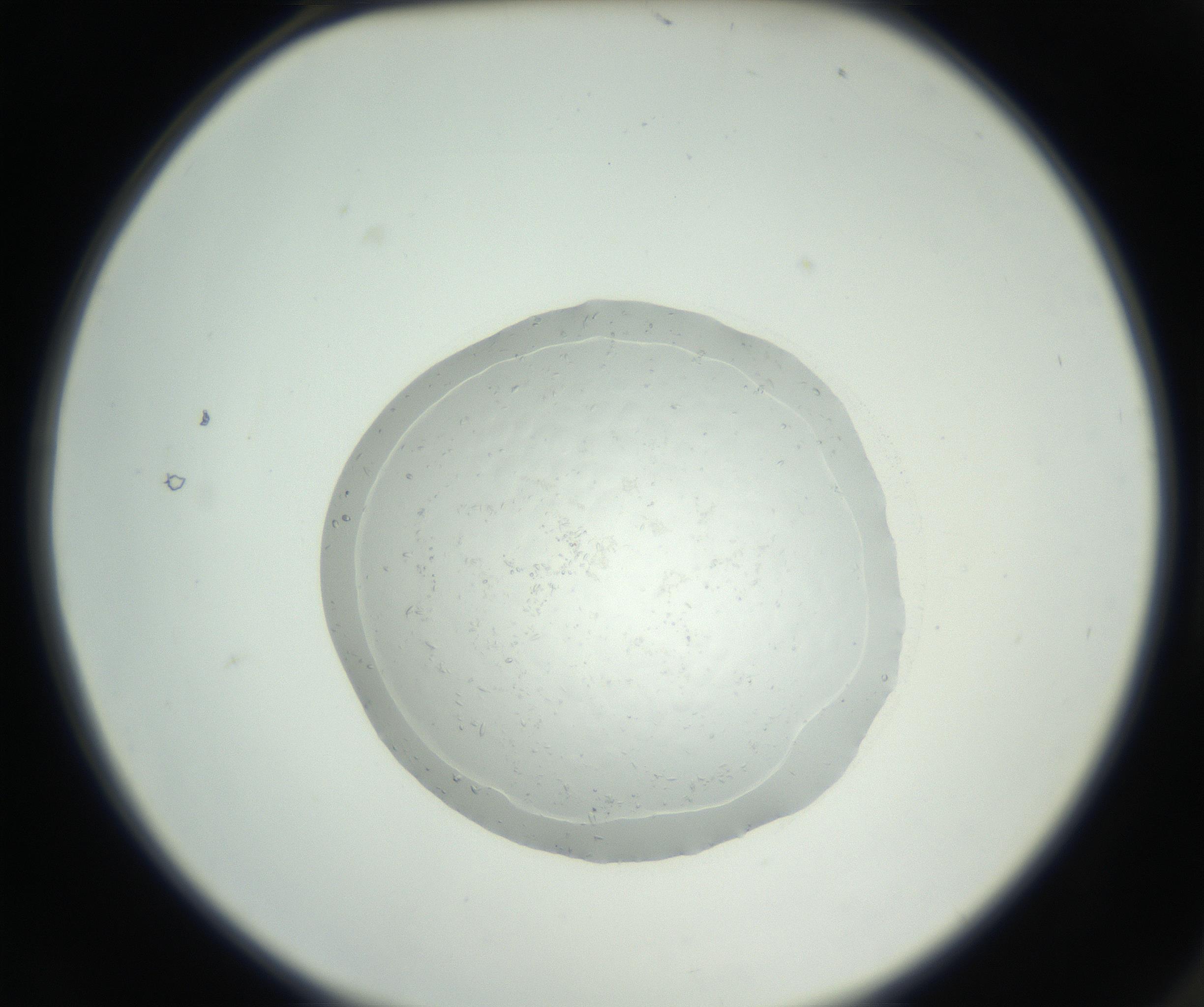 RI01_03_000_0212_Proj1_Clon1_MC_0000MC102667_005_160830_02_01_02_00_99_002_001_RAI.jpg