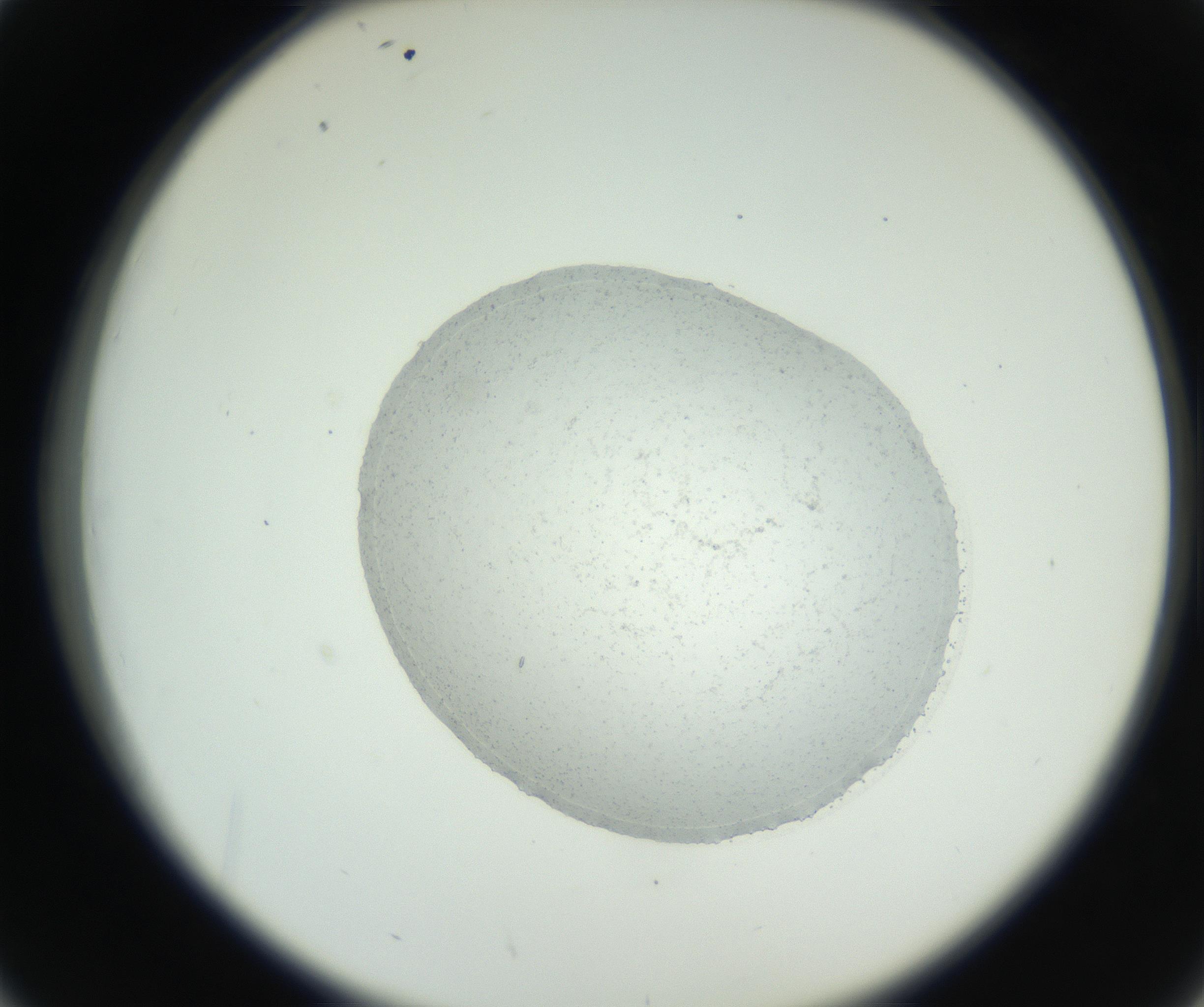RI01_03_000_0212_Proj1_Clon1_MC_0000MC102667_005_160830_02_04_02_00_99_002_001_RAI.jpg