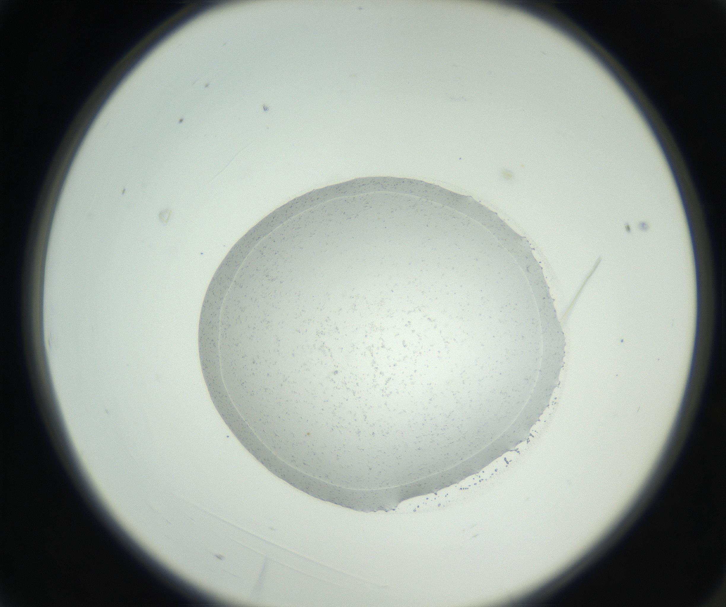 RI01_03_000_0212_Proj1_Clon1_MC_0000MC102667_005_160830_03_01_02_00_99_002_001_RAI.jpg