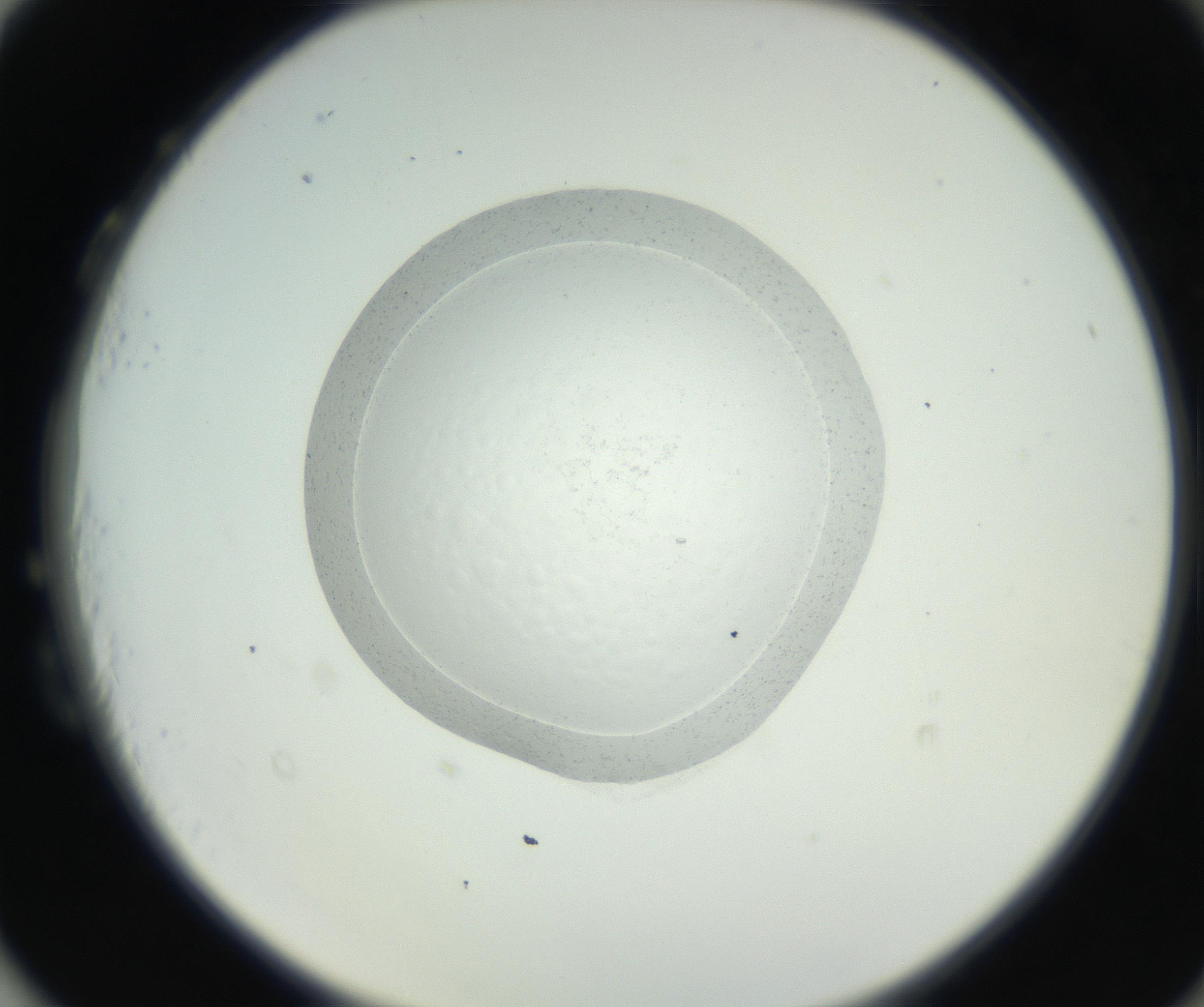 RI01_03_000_0212_Proj1_Clon1_MC_0000MC102667_005_160830_03_08_02_00_99_002_001_RAI.jpg