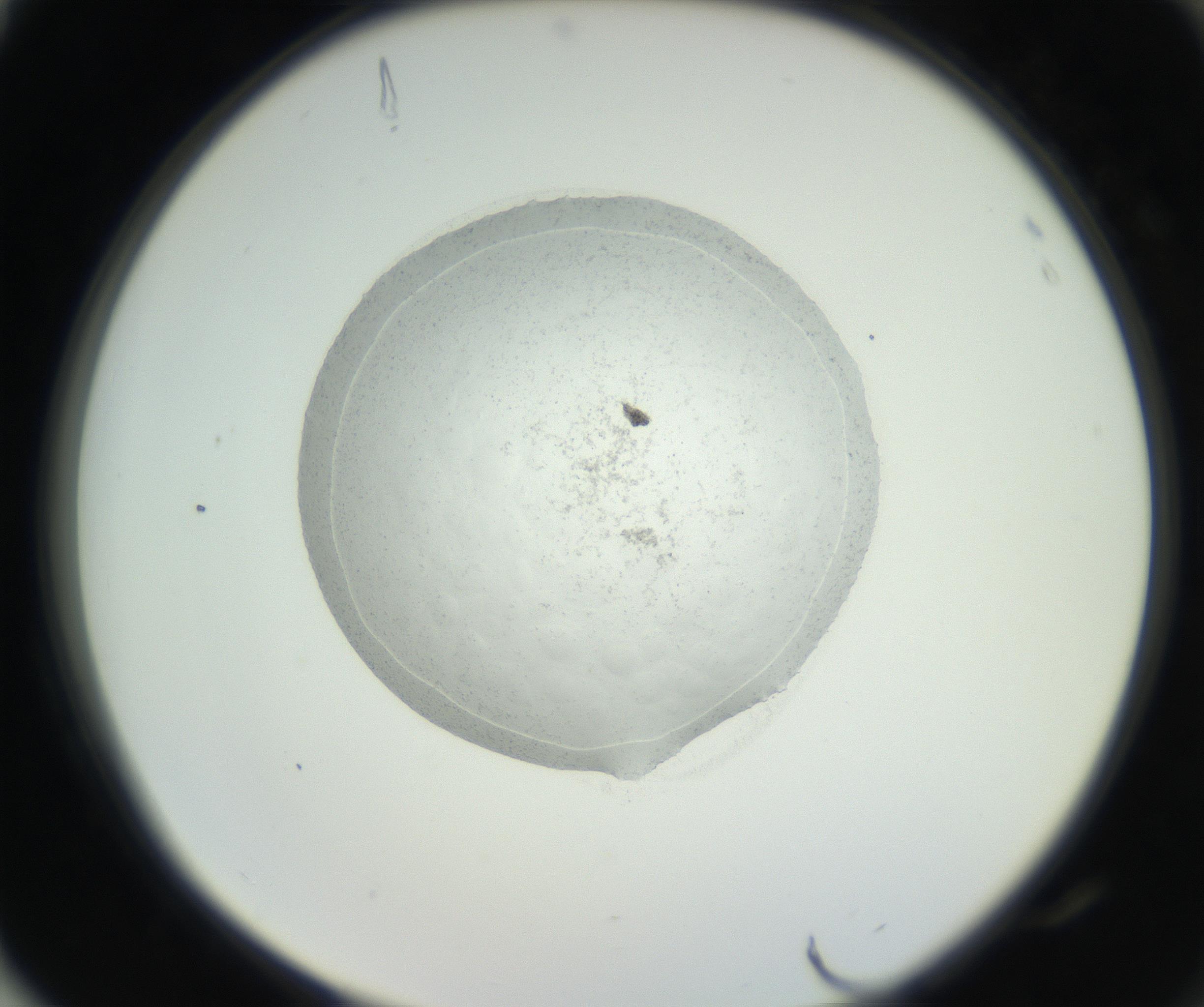 RI01_03_000_0212_Proj1_Clon1_MC_0000MC102667_005_160830_04_08_02_00_99_002_001_RAI.jpg