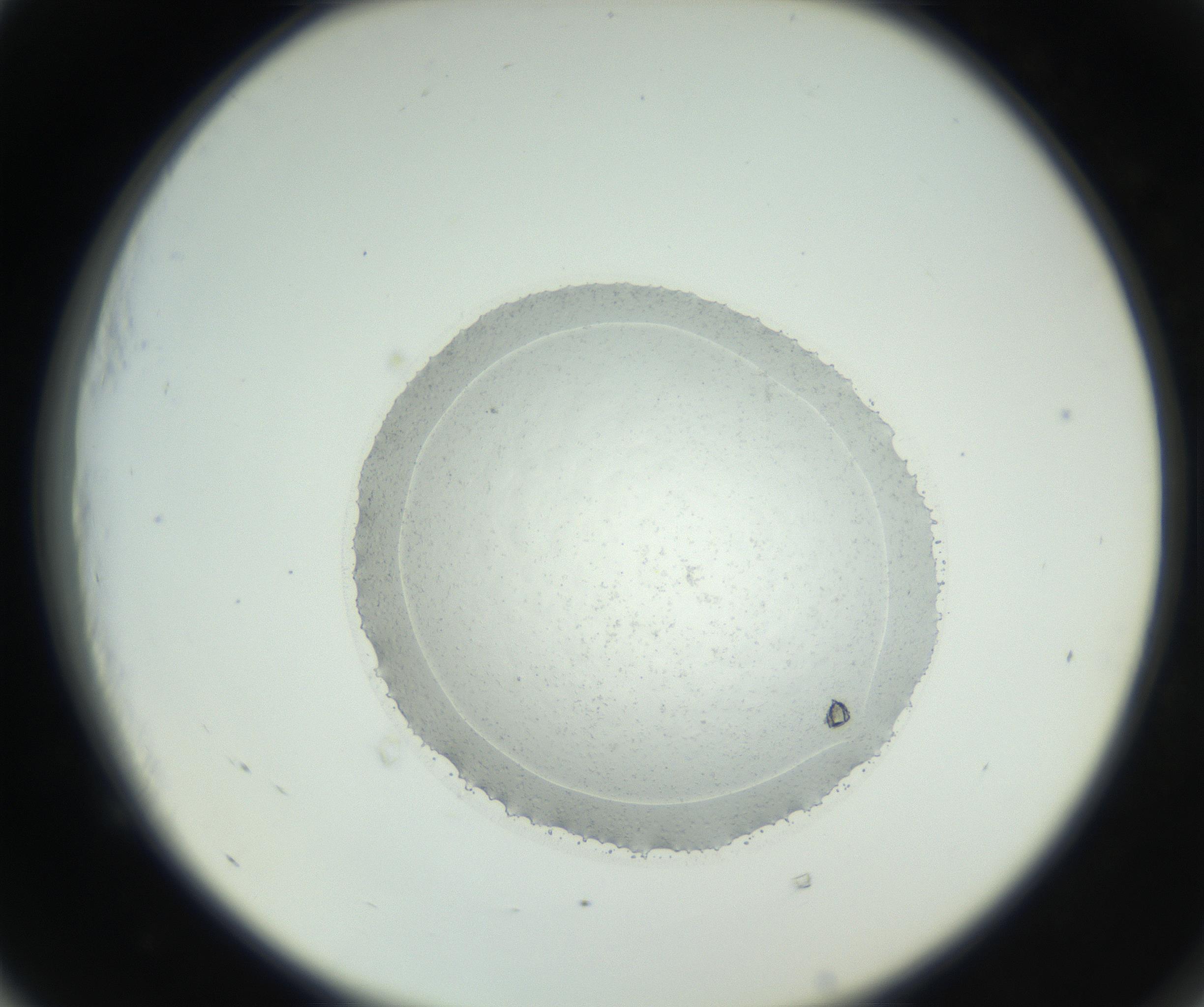 RI01_03_000_0212_Proj1_Clon1_MC_0000MC102667_005_160830_05_05_02_00_99_002_001_RAI.jpg
