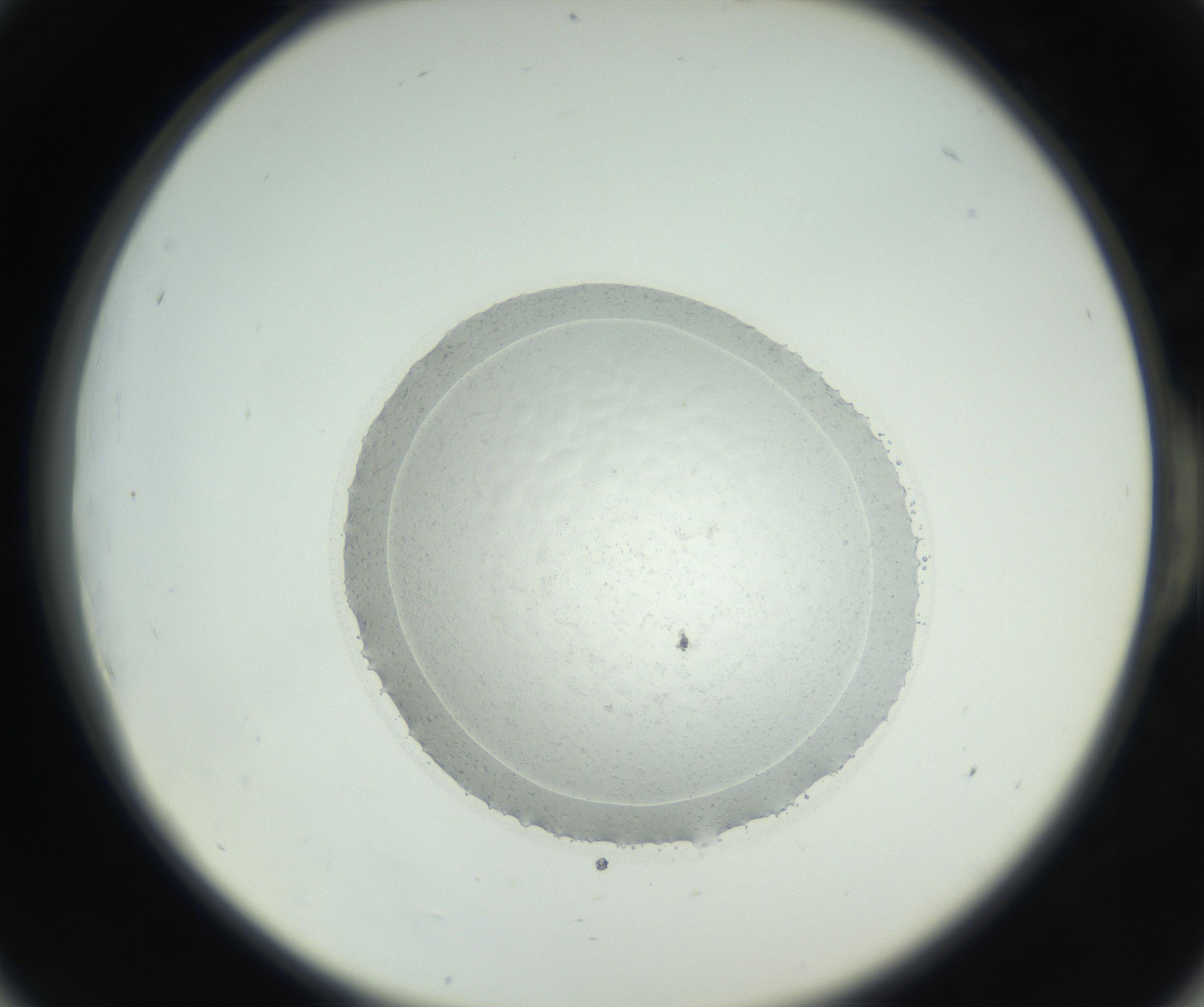 RI01_03_000_0212_Proj1_Clon1_MC_0000MC102667_005_160830_06_05_02_00_99_002_001_RAI.jpg