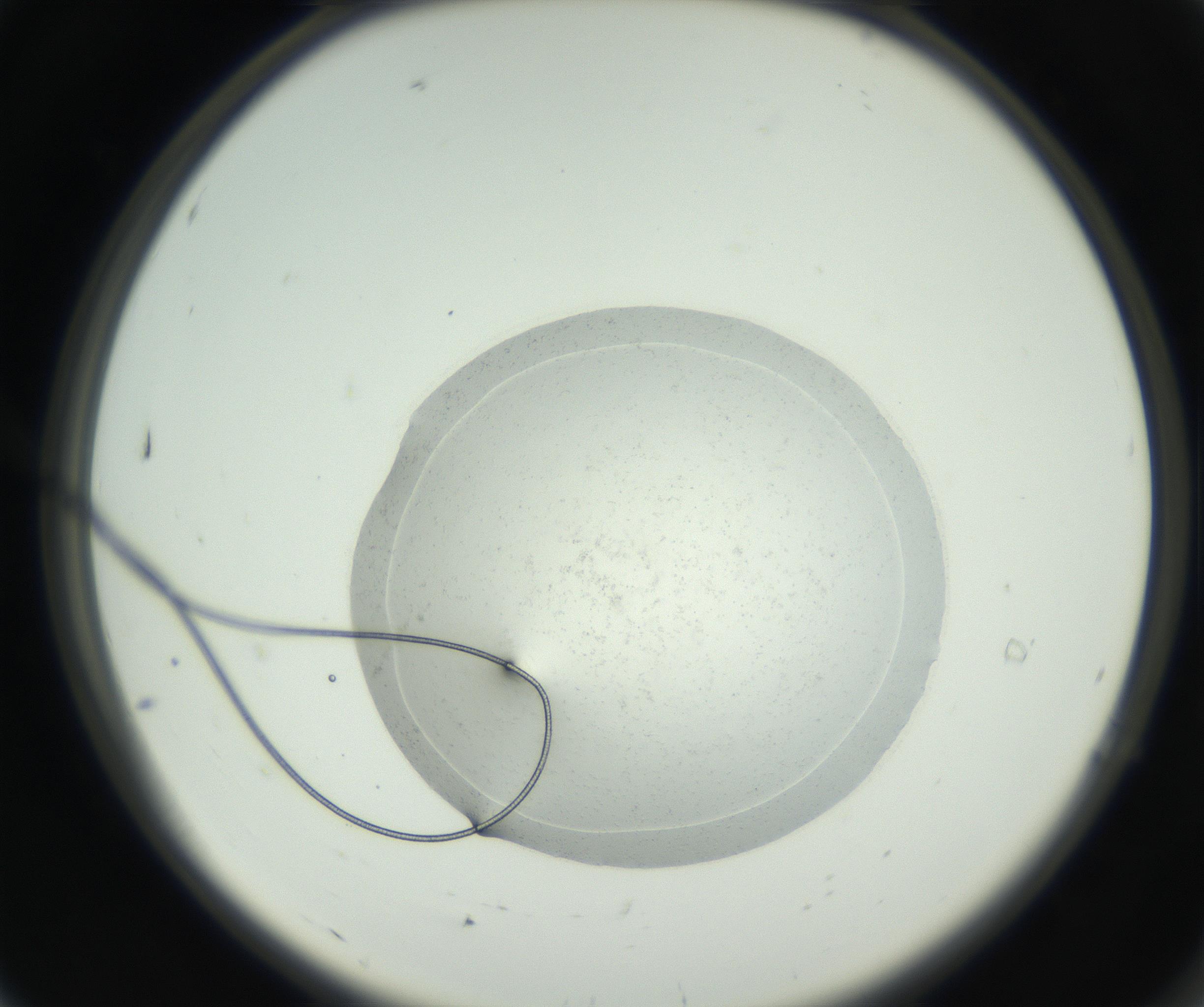 RI01_03_000_0212_Proj1_Clon1_MC_0000MC102667_005_160830_07_01_02_00_99_002_001_RAI.jpg