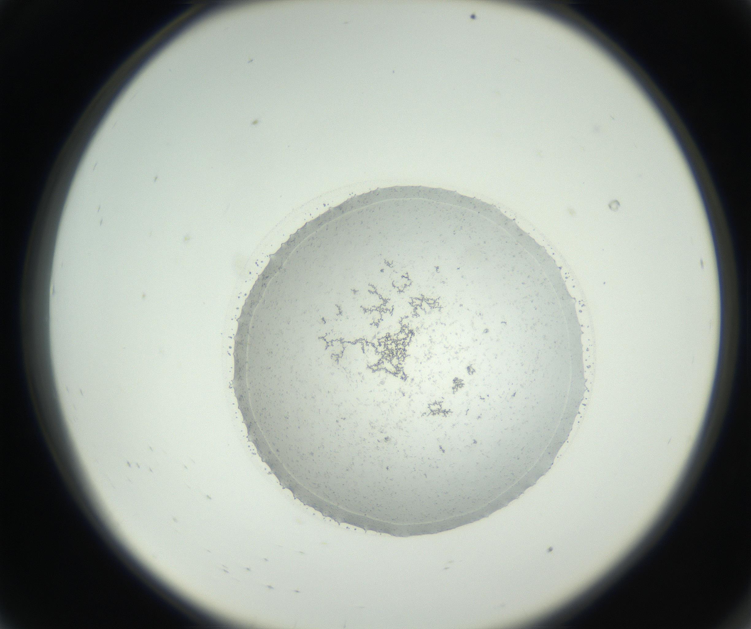 RI01_03_000_0212_Proj1_Clon1_MC_0000MC102667_005_160830_08_01_02_00_99_002_001_RAI.jpg