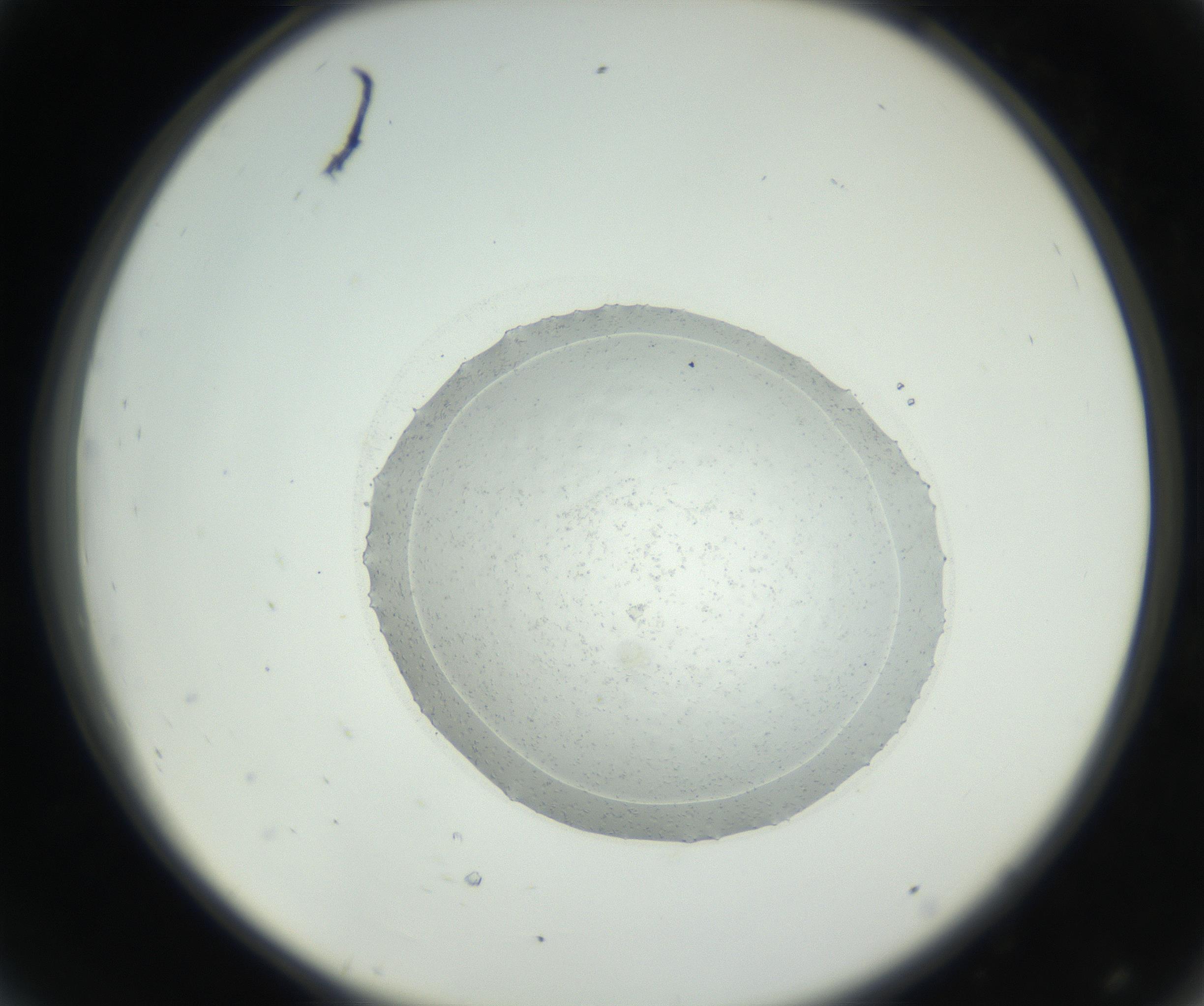 RI01_03_000_0212_Proj1_Clon1_MC_0000MC102667_005_160830_08_04_02_00_99_002_001_RAI.jpg