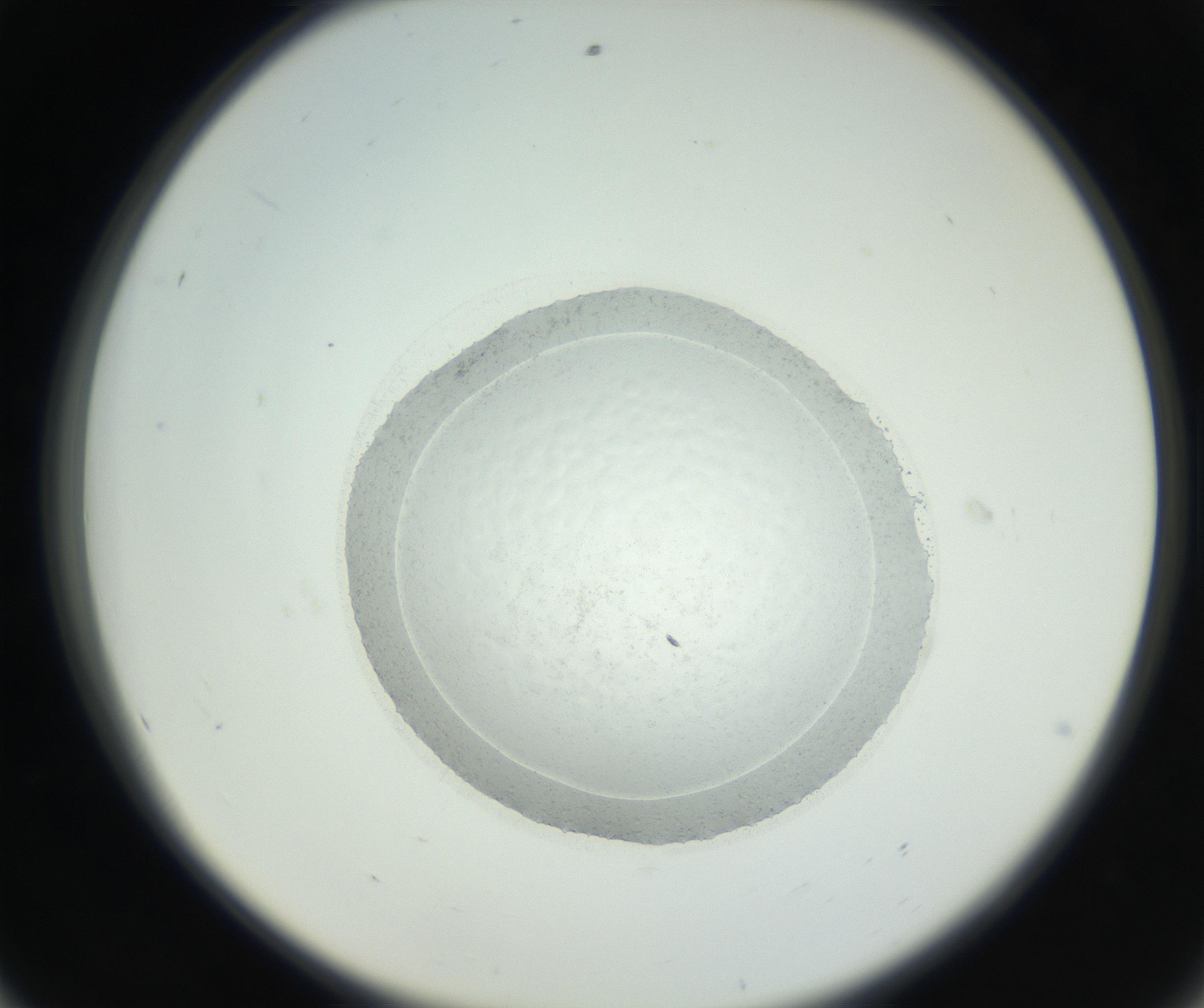 RI01_03_000_0212_Proj1_Clon1_MC_0000MC102667_005_160830_08_05_02_00_99_002_001_RAI.jpg
