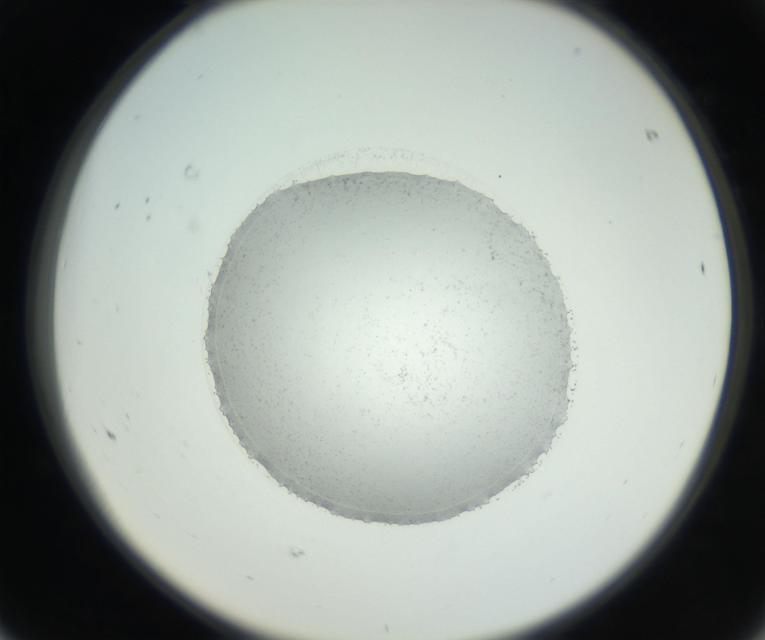 RI01_03_000_0212_Proj1_Clon1_MC_0000MC102667_005_160830_08_06_02_00_99_002_001_RAI.jpg