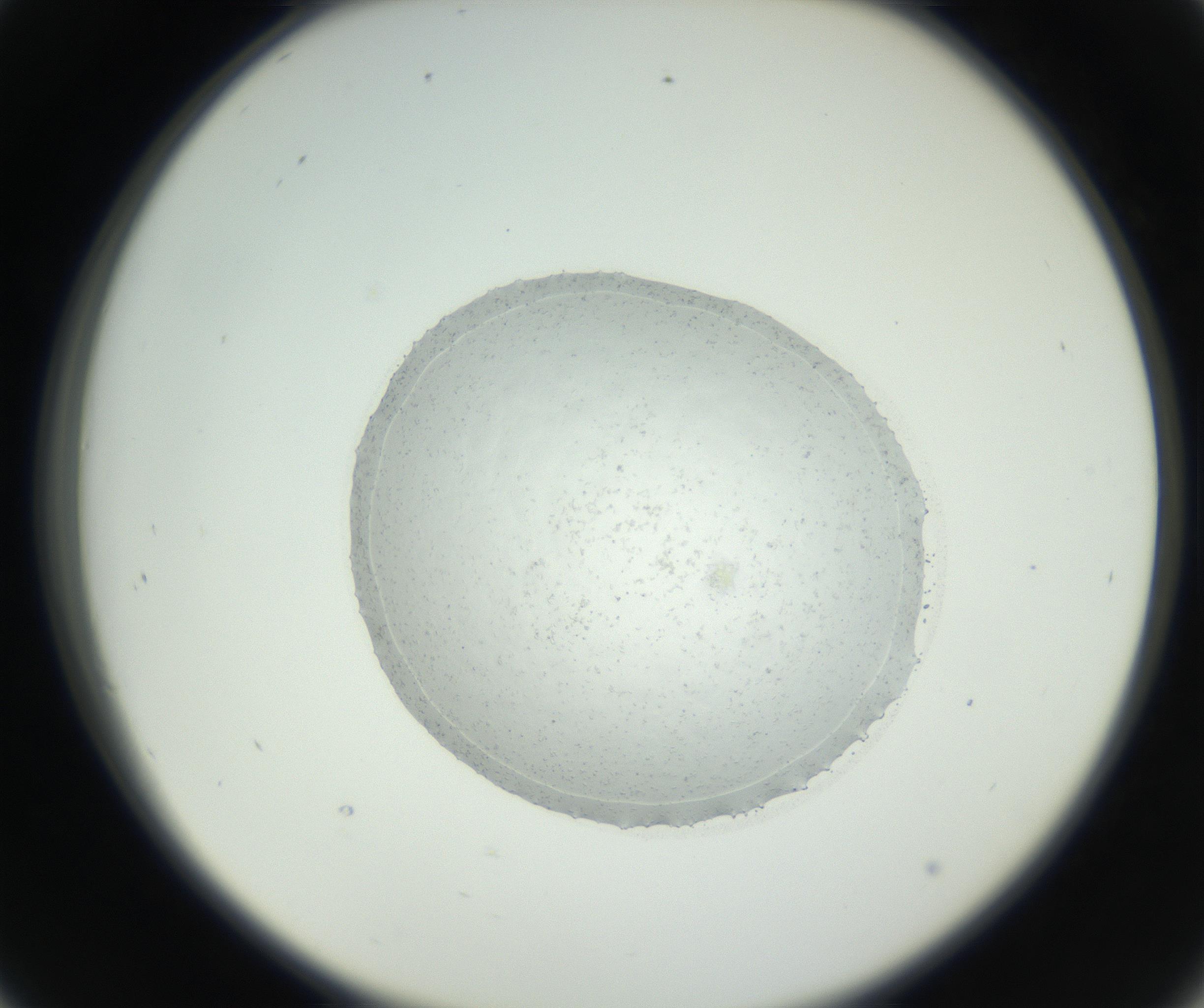 RI01_03_000_0212_Proj1_Clon1_MC_0000MC102667_005_160830_09_04_02_00_99_002_001_RAI.jpg