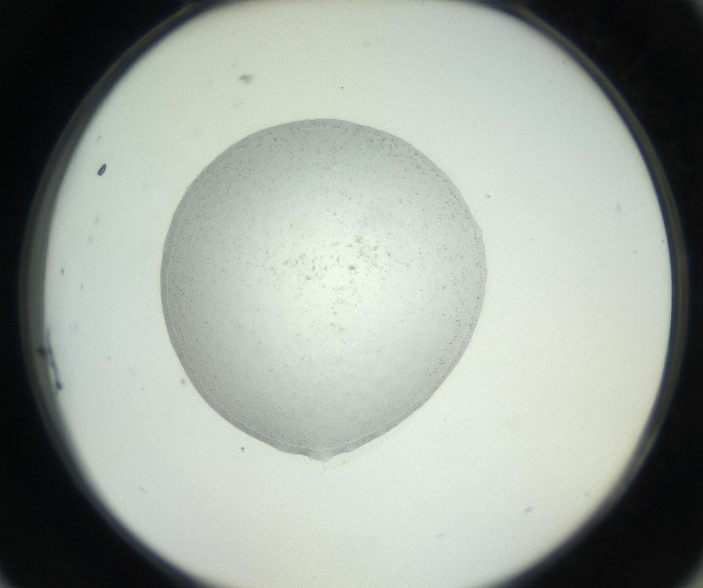 RI01_03_000_0212_Proj1_Clon1_MC_0000MC102667_005_160830_09_08_02_00_99_002_001_RAI.jpg