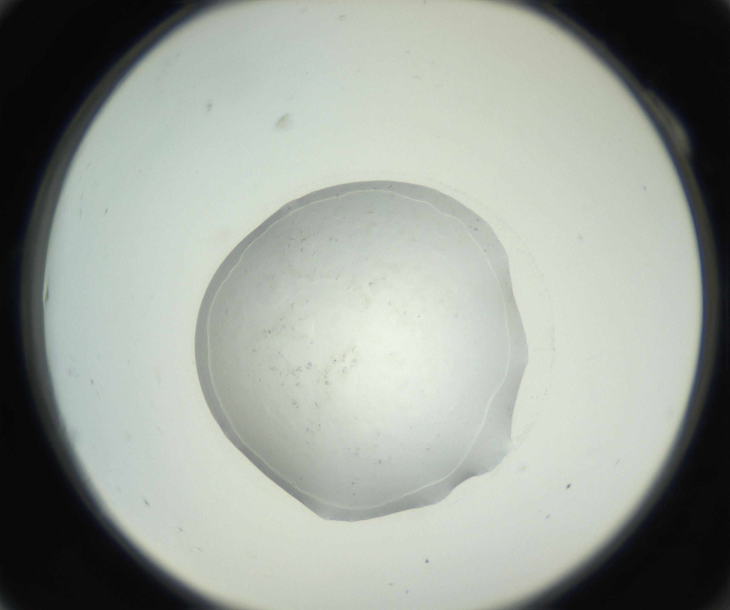 RI01_03_000_0212_Proj1_Clon1_MC_0000MC102667_005_160830_10_01_02_00_99_002_001_RAI.jpg