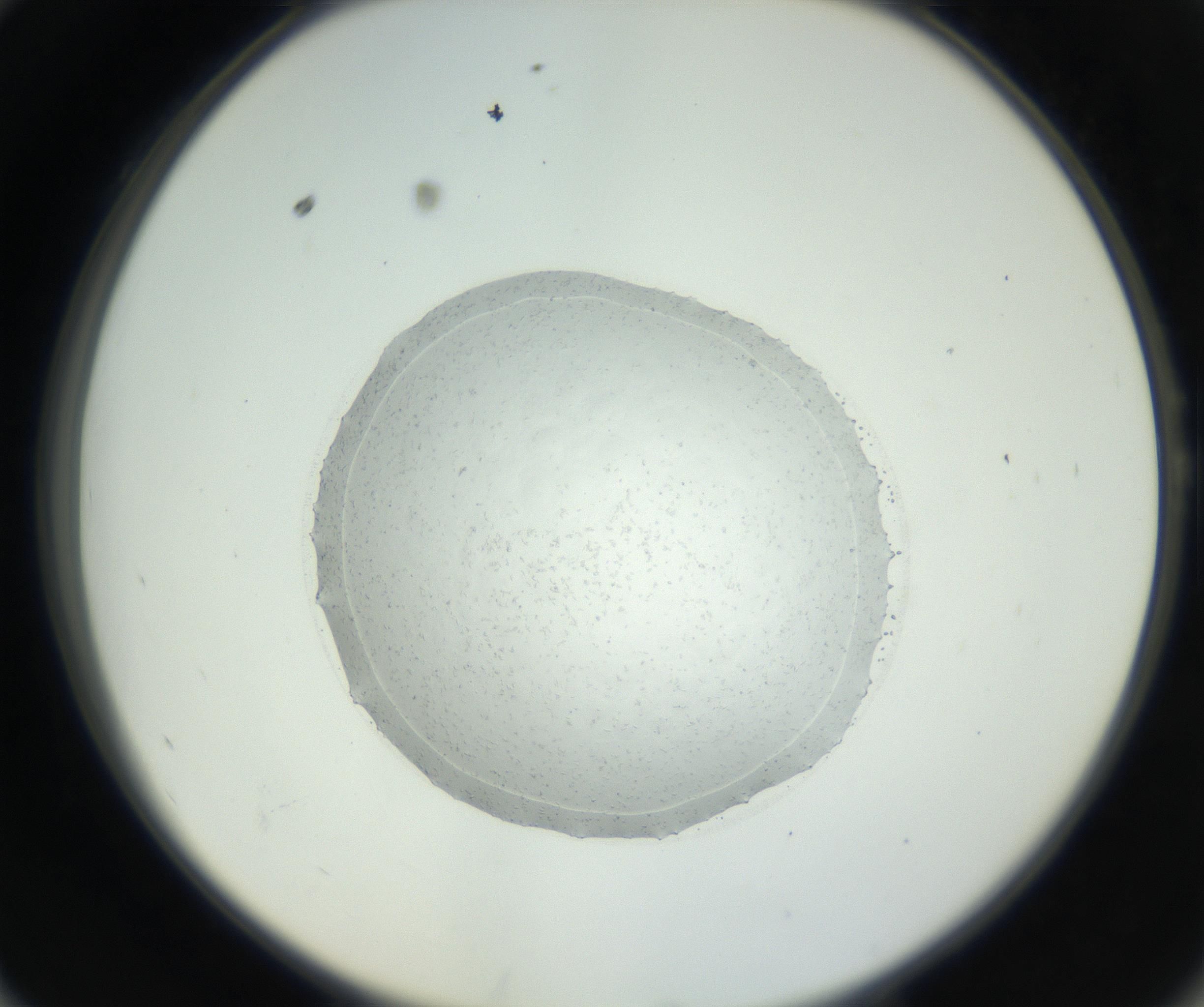 RI01_03_000_0212_Proj1_Clon1_MC_0000MC102667_005_160830_10_05_02_00_99_002_001_RAI.jpg