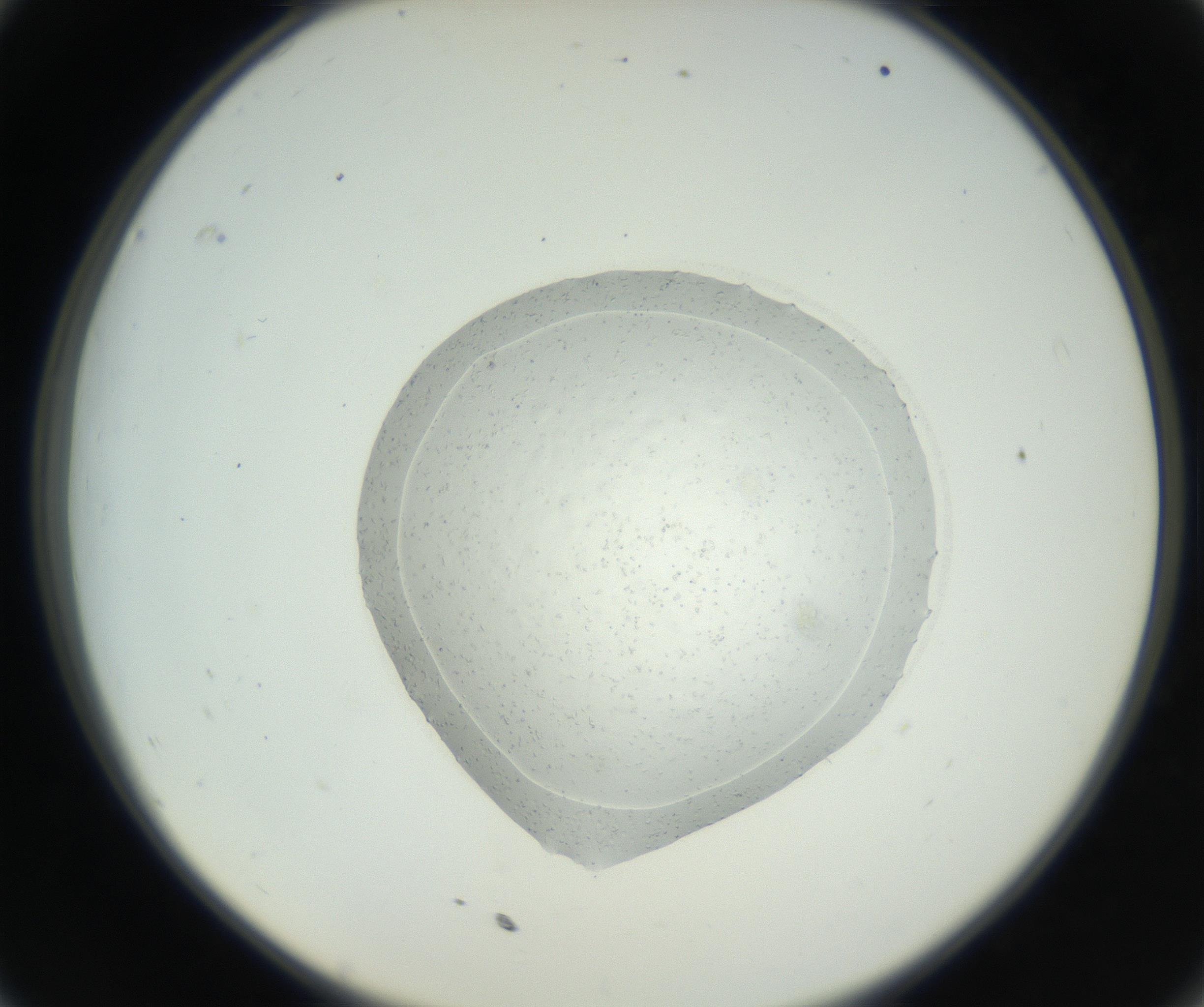 RI01_03_000_0212_Proj1_Clon1_MC_0000MC102667_005_160830_11_03_02_00_99_002_001_RAI.jpg