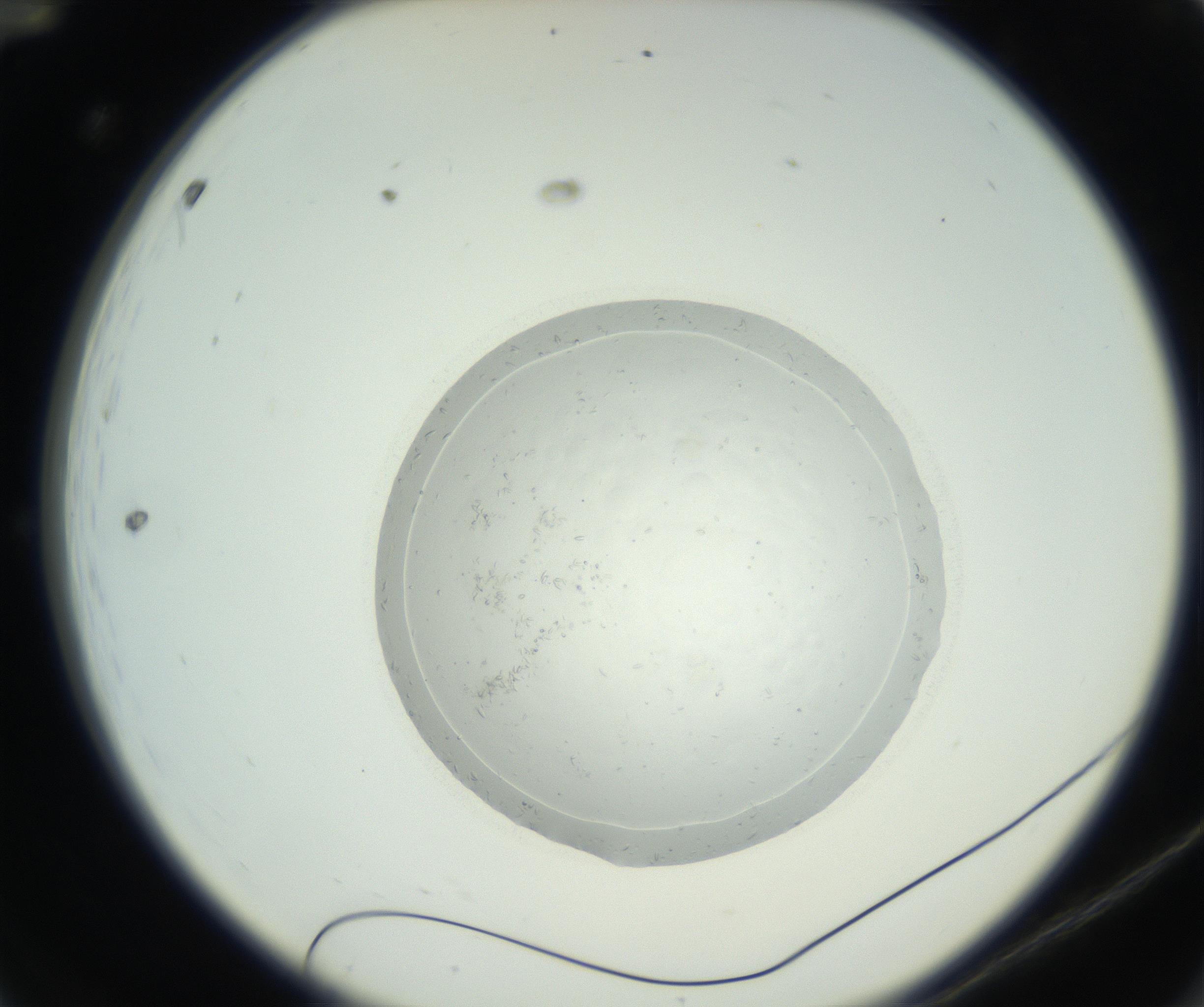 RI01_03_000_0212_Proj1_Clon1_MC_0000MC102667_005_160830_12_01_02_00_99_002_001_RAI.jpg