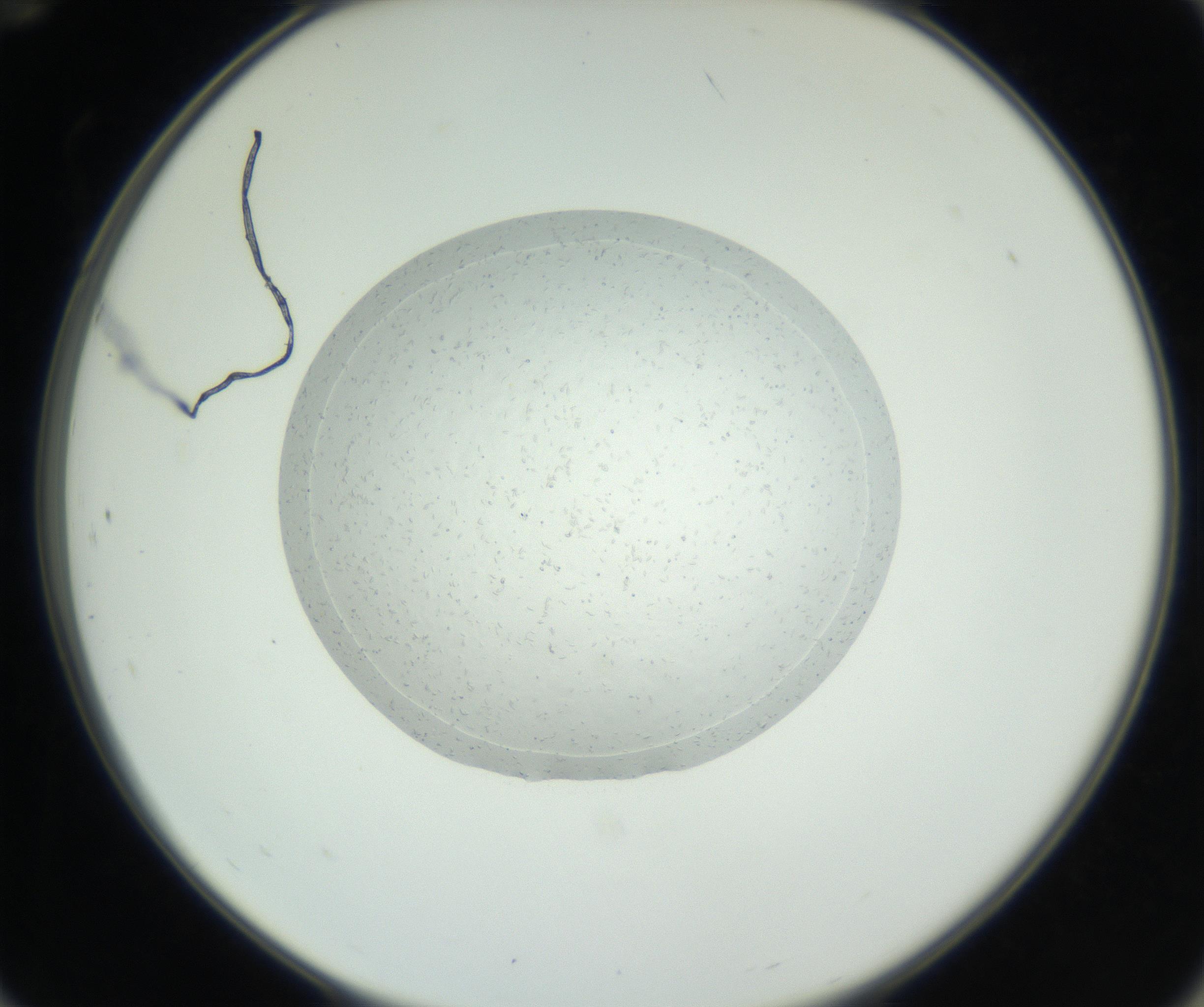 RI01_03_000_0212_Proj1_Clon1_MC_0000MC102667_005_160830_12_07_02_00_99_002_001_RAI.jpg