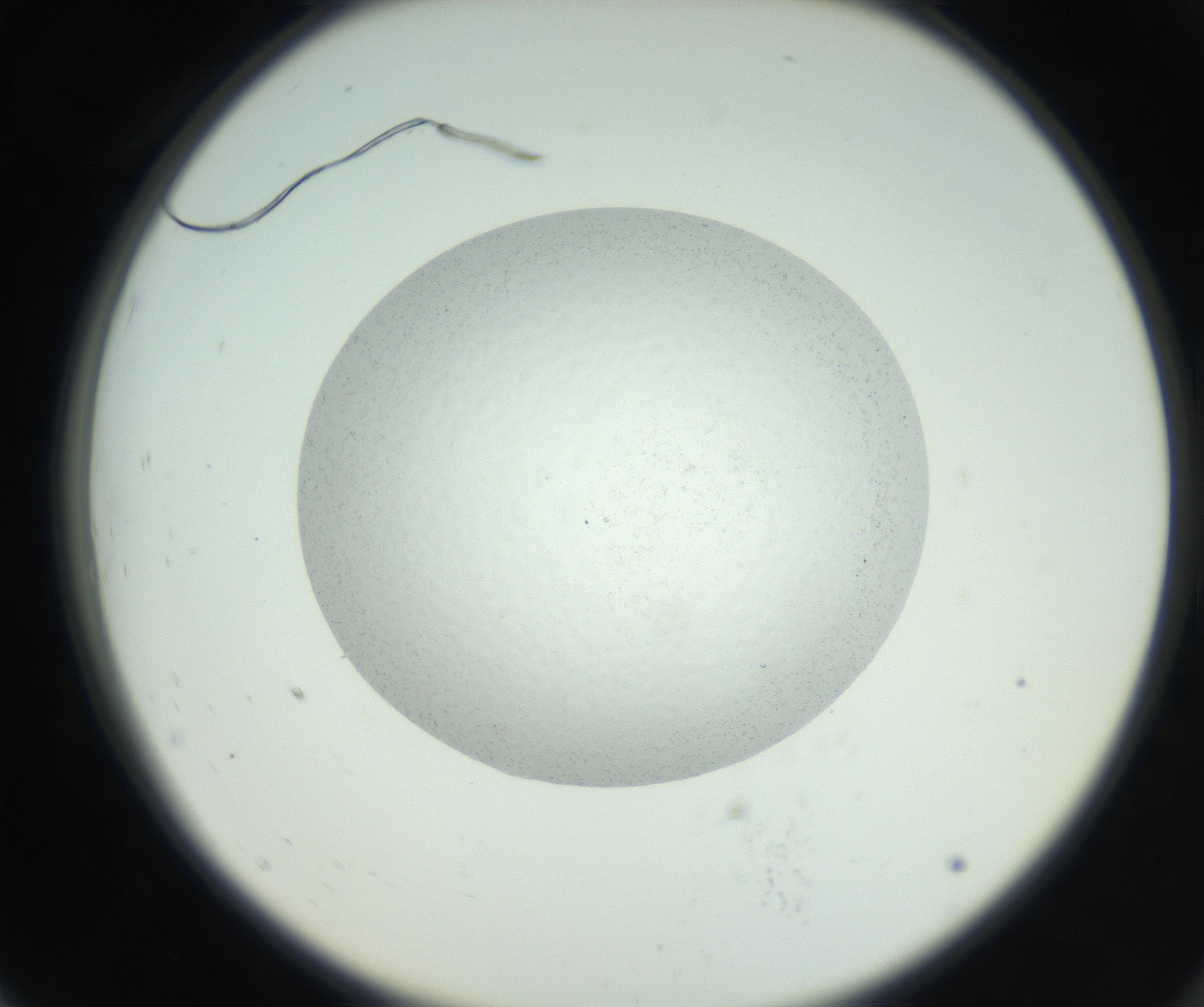 RI01_03_000_0212_Proj1_Clon1_MC_0000MC102667_009_160921_07_07_02_00_99_002_001_RAI.jpg