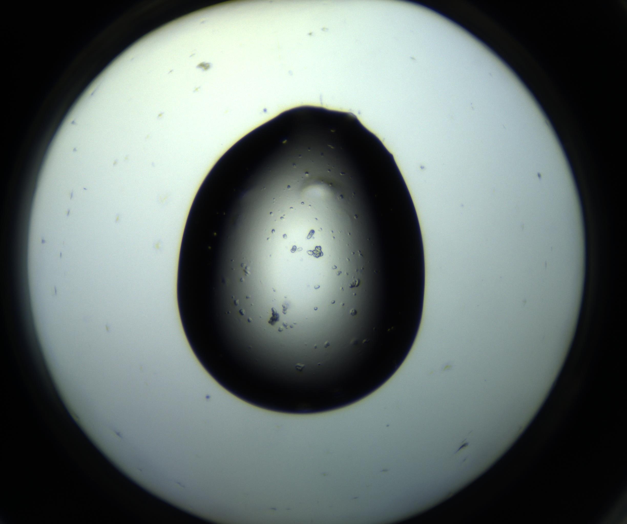 RI01_03_000_0212_Proj1_Clon1_MC_0000MC102680_012_161015_09_08_02_00_98_002_001_RAI.jpg