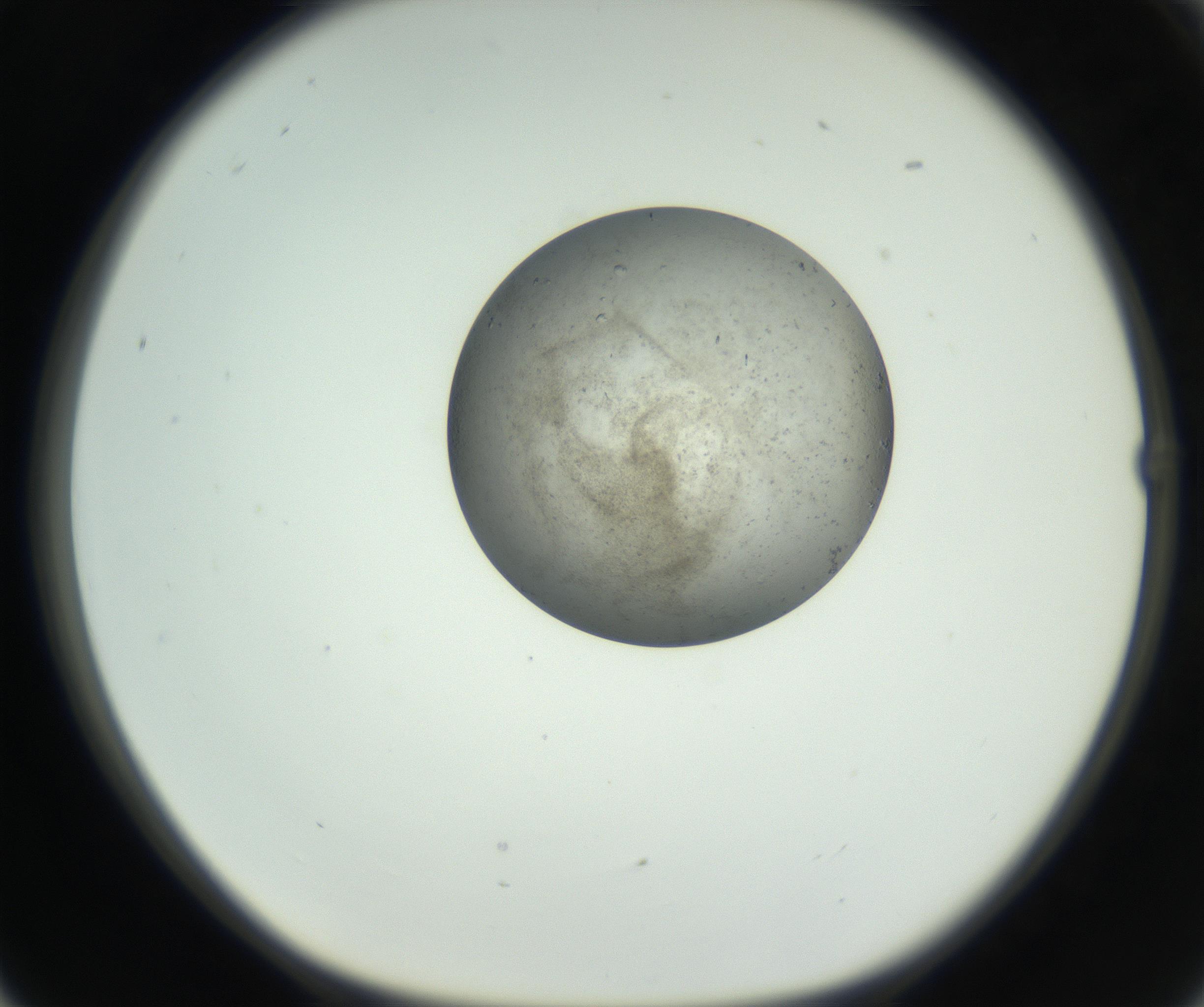 RI01_03_000_0212_Proj1_Clon1_MC_0000MC102690_006_160909_05_02_01_00_99_002_001_RAI.jpg