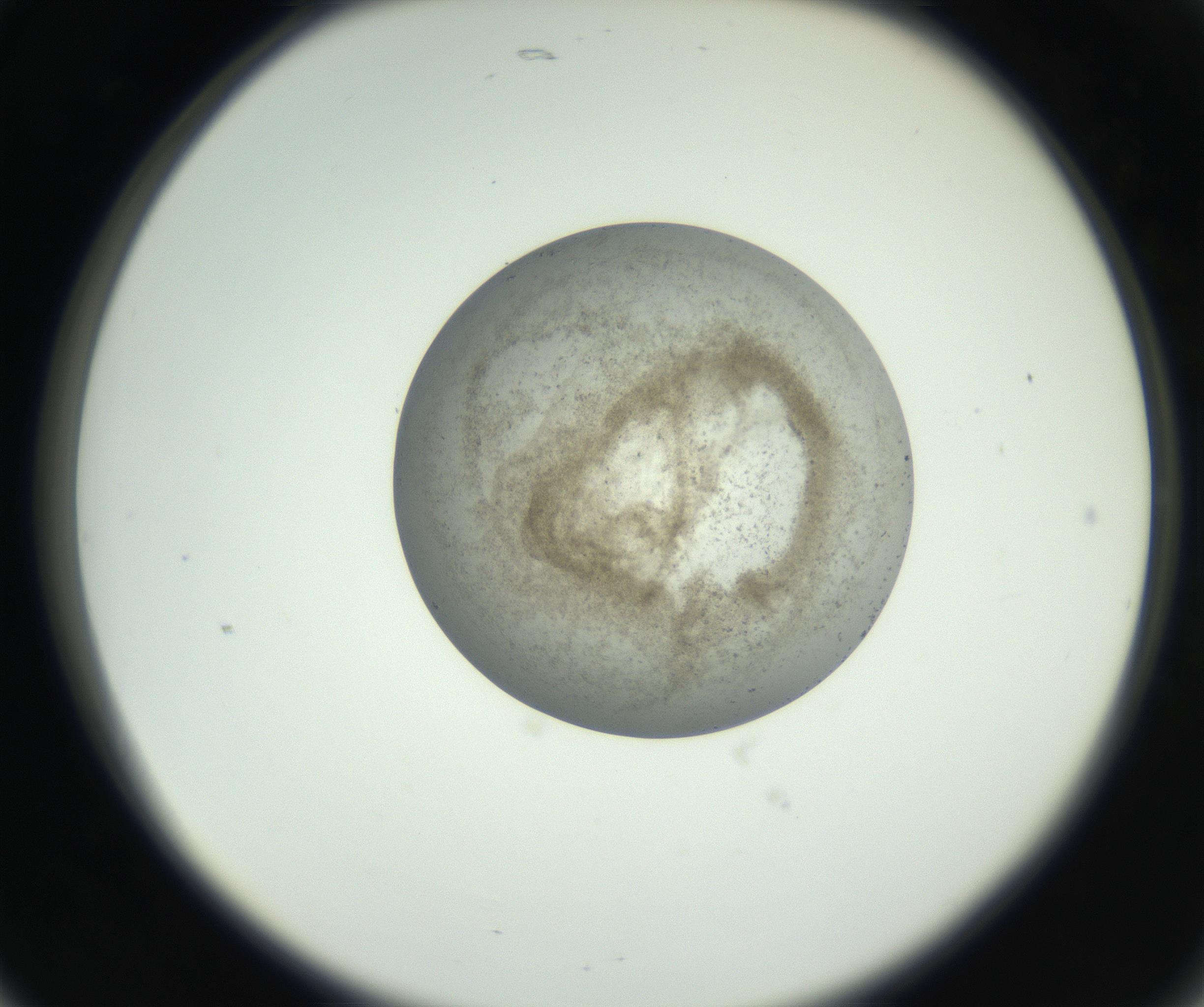 RI01_03_000_0212_Proj1_Clon1_MC_0000MC102690_006_160909_05_02_02_00_99_002_001_RAI.jpg