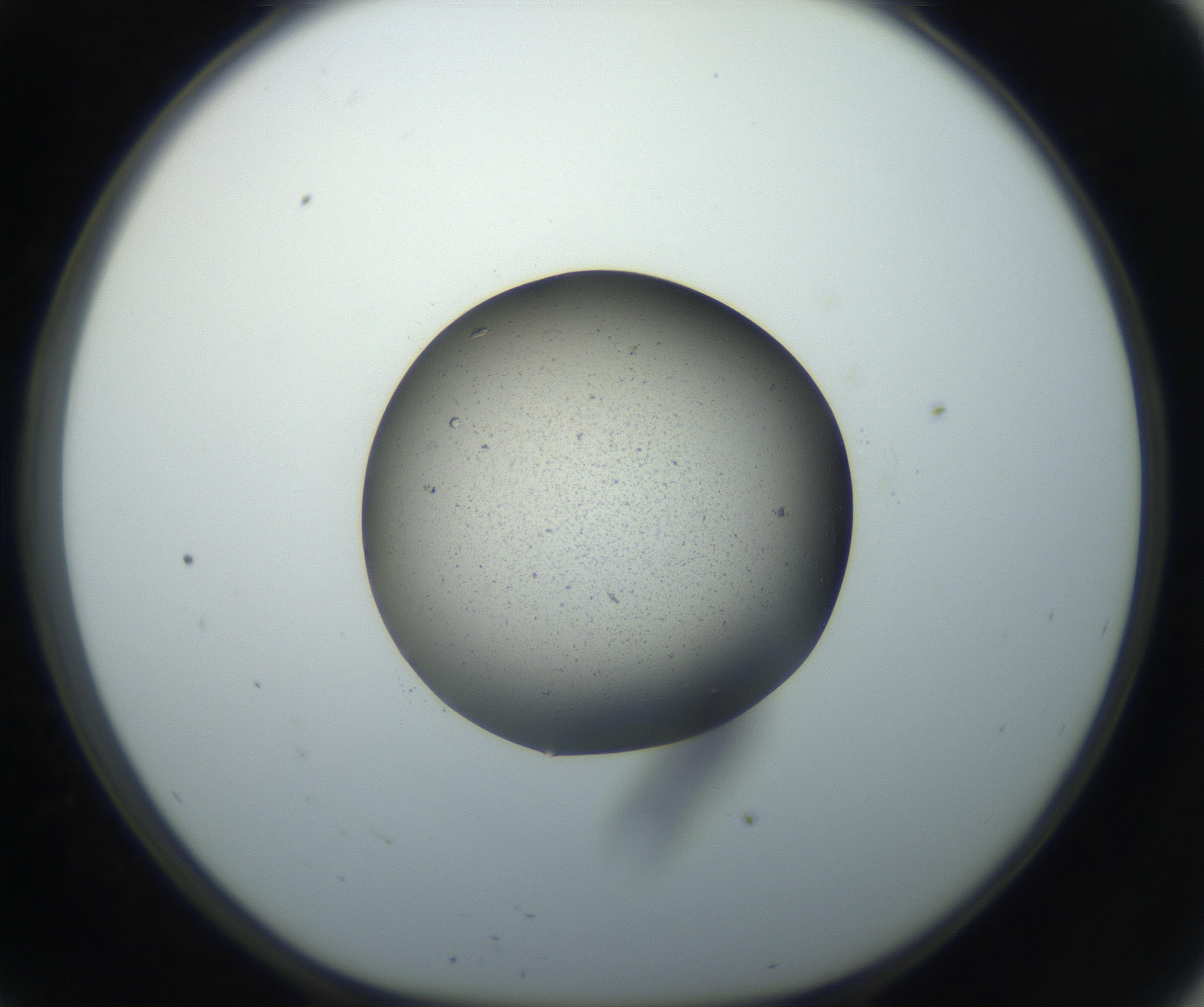 RI01_03_000_0212_Proj1_Clon1_MC_0000MC102701_006_160911_09_05_01_00_99_002_001_RAI.jpg