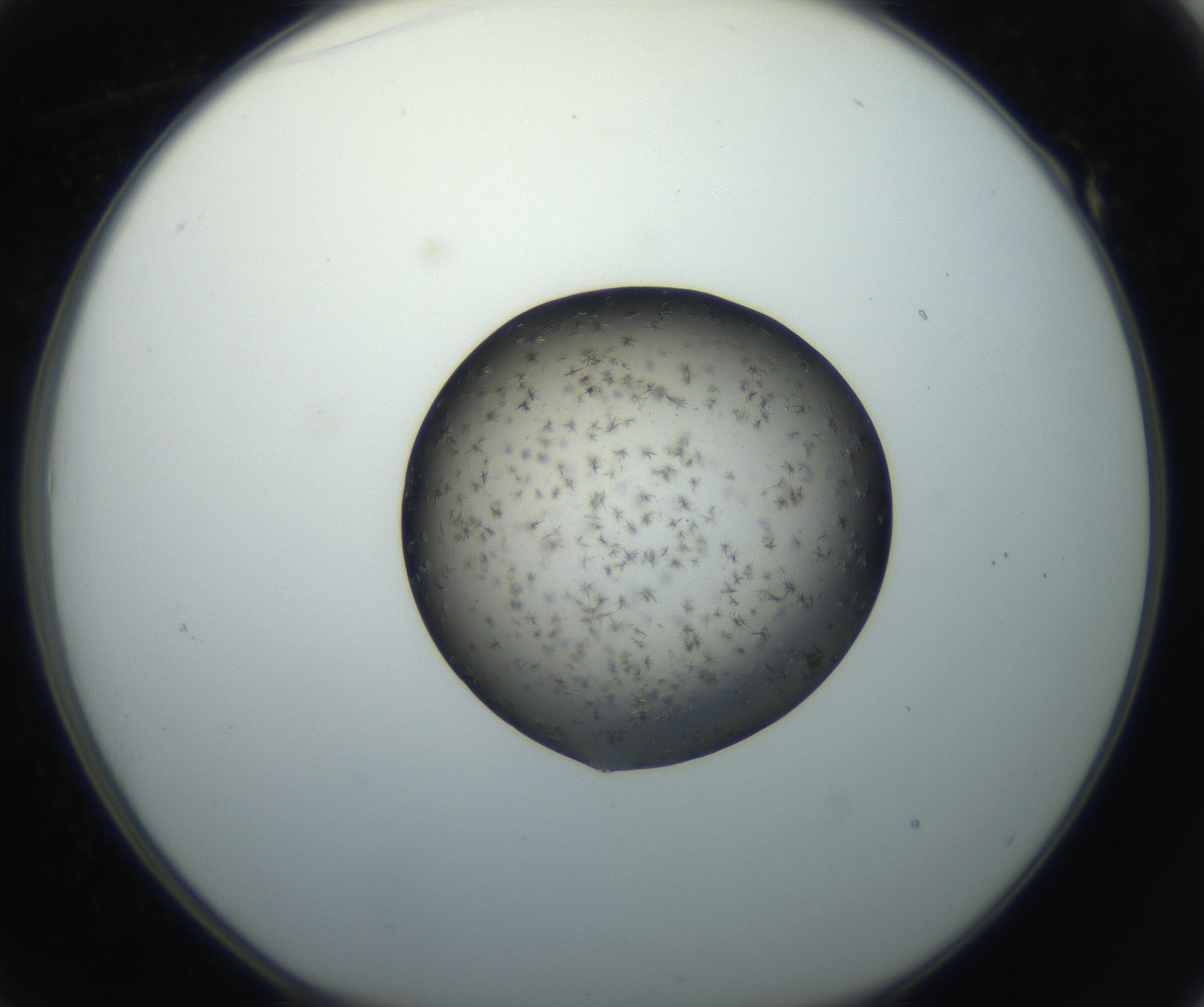RI01_03_000_0212_Proj1_Clon1_MC_0000MC102702_006_160911_01_05_01_00_99_002_001_RAI.jpg