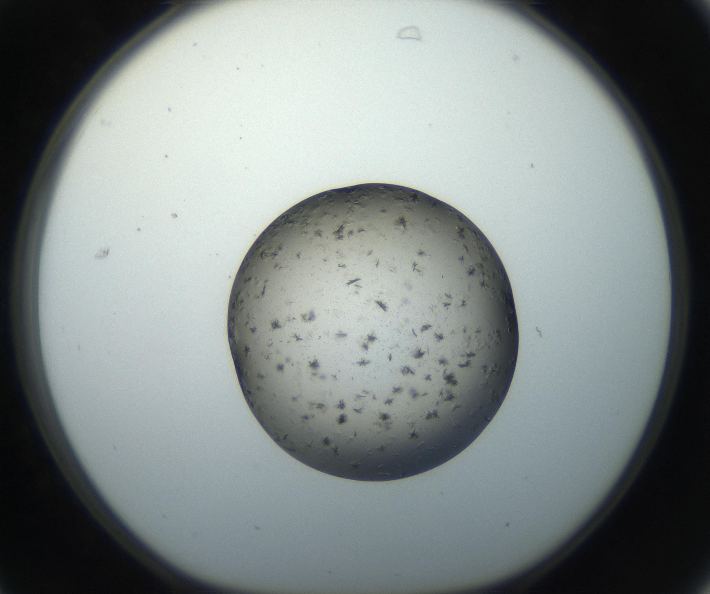RI01_03_000_0212_Proj1_Clon1_MC_0000MC102702_006_160911_07_03_01_00_99_002_001_RAI.jpg