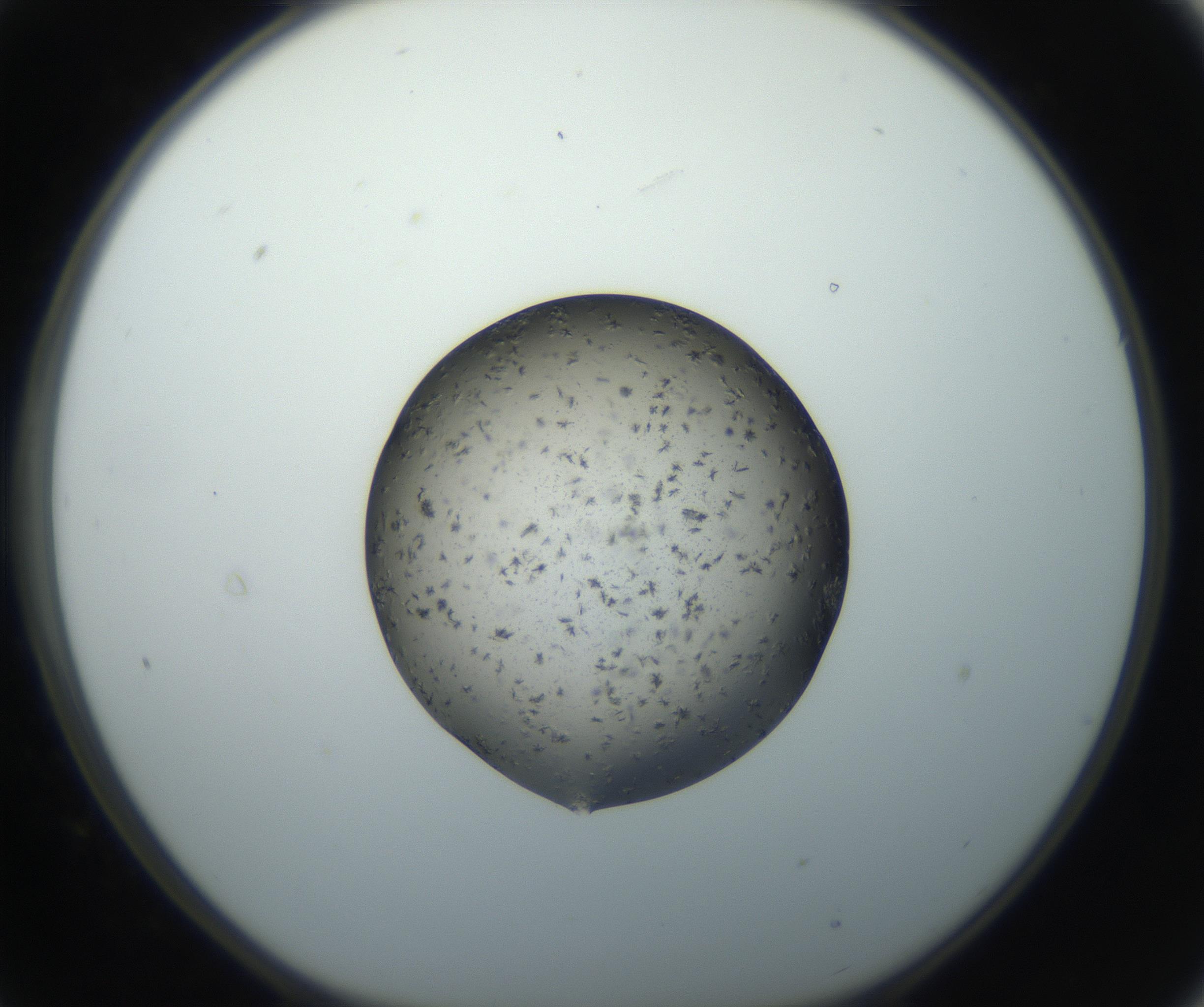 RI01_03_000_0212_Proj1_Clon1_MC_0000MC102702_006_160911_09_02_01_00_99_002_001_RAI.jpg