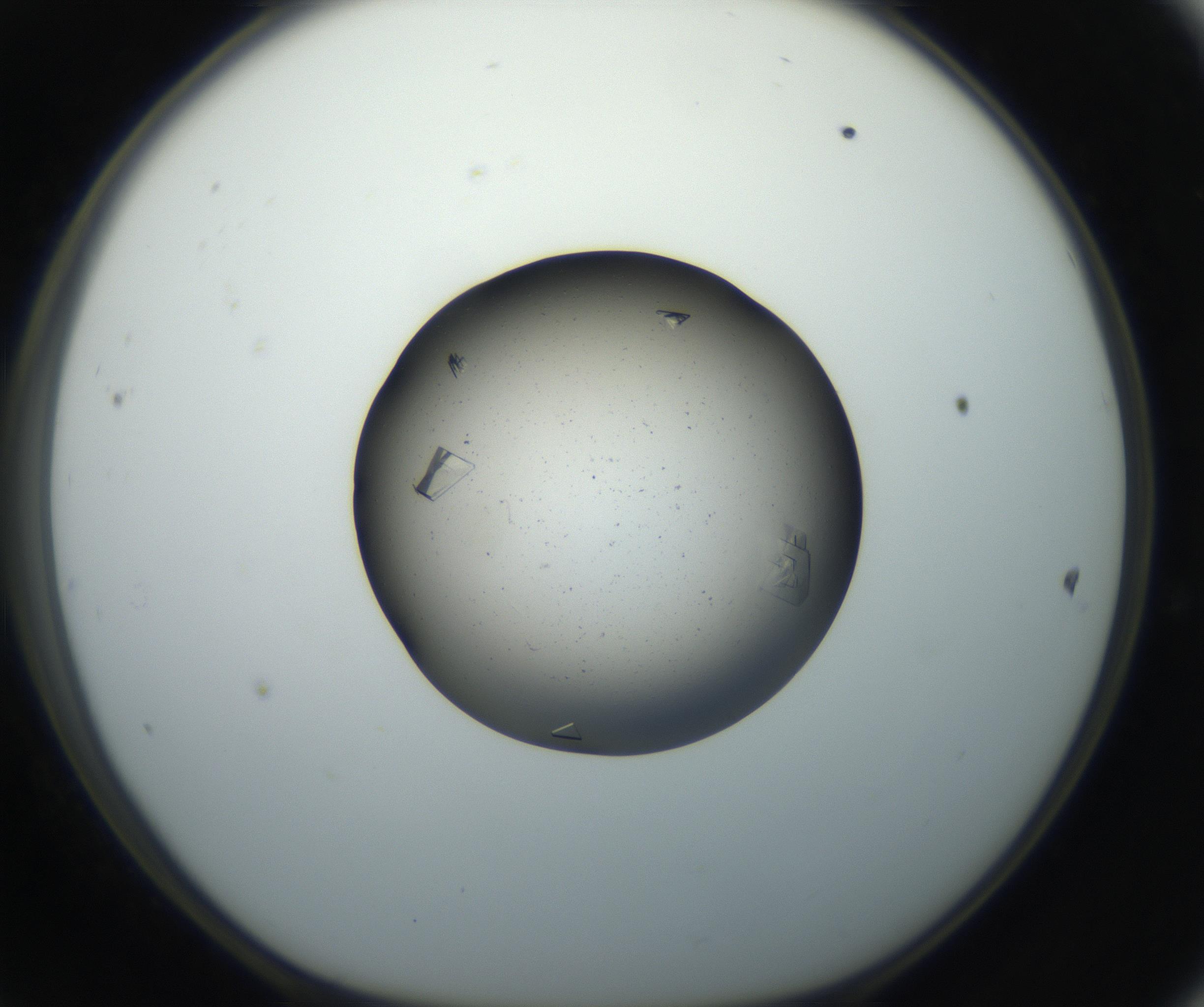 RI01_03_000_0212_Proj1_Clon1_MC_0000MC102702_006_160911_11_04_01_00_99_002_001_RAI.jpg